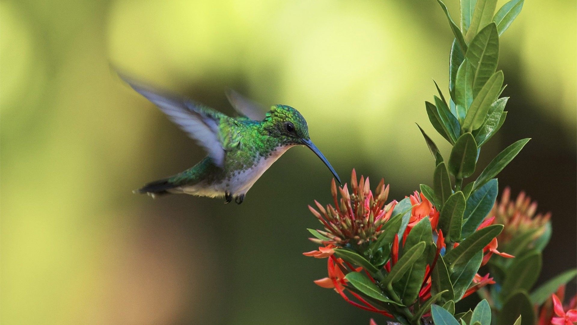 Hummingbird feeding on red flowers HD Wallpaper
