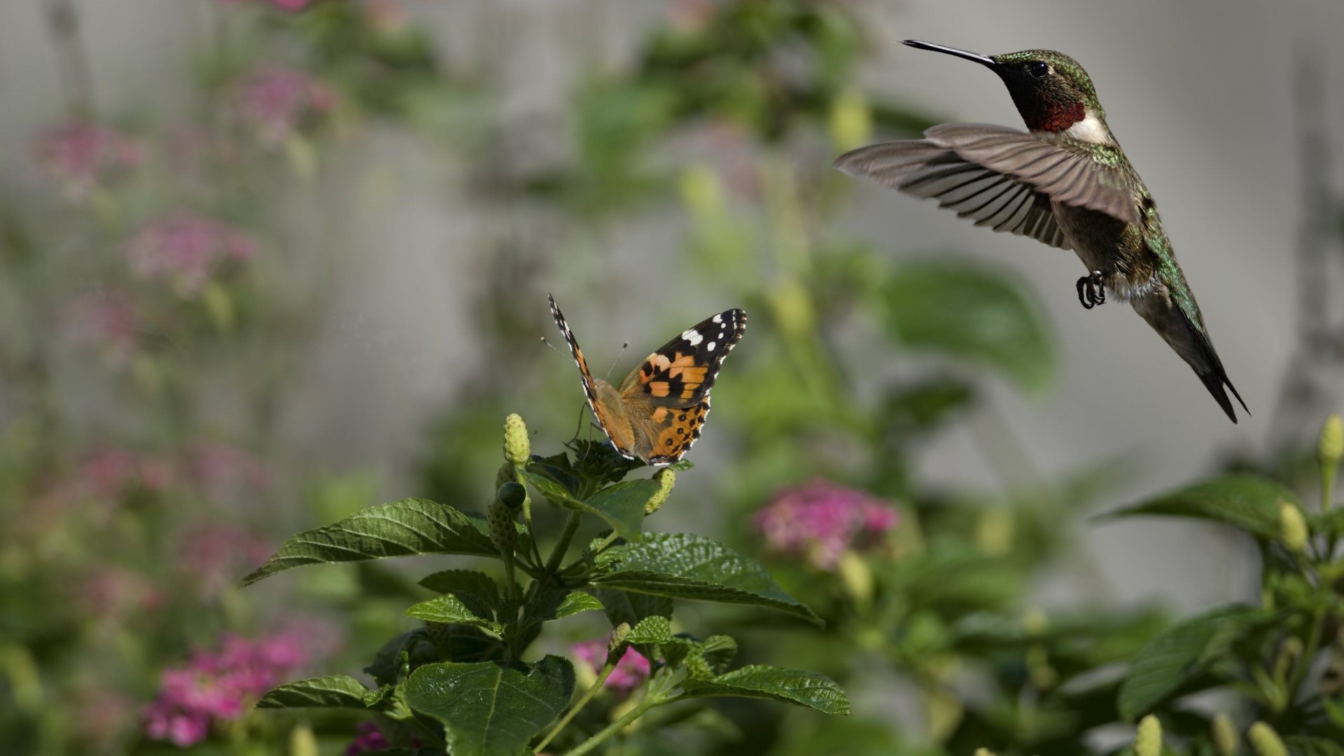 Hummingbird and Butterfly near Flowers HD Wallpaper