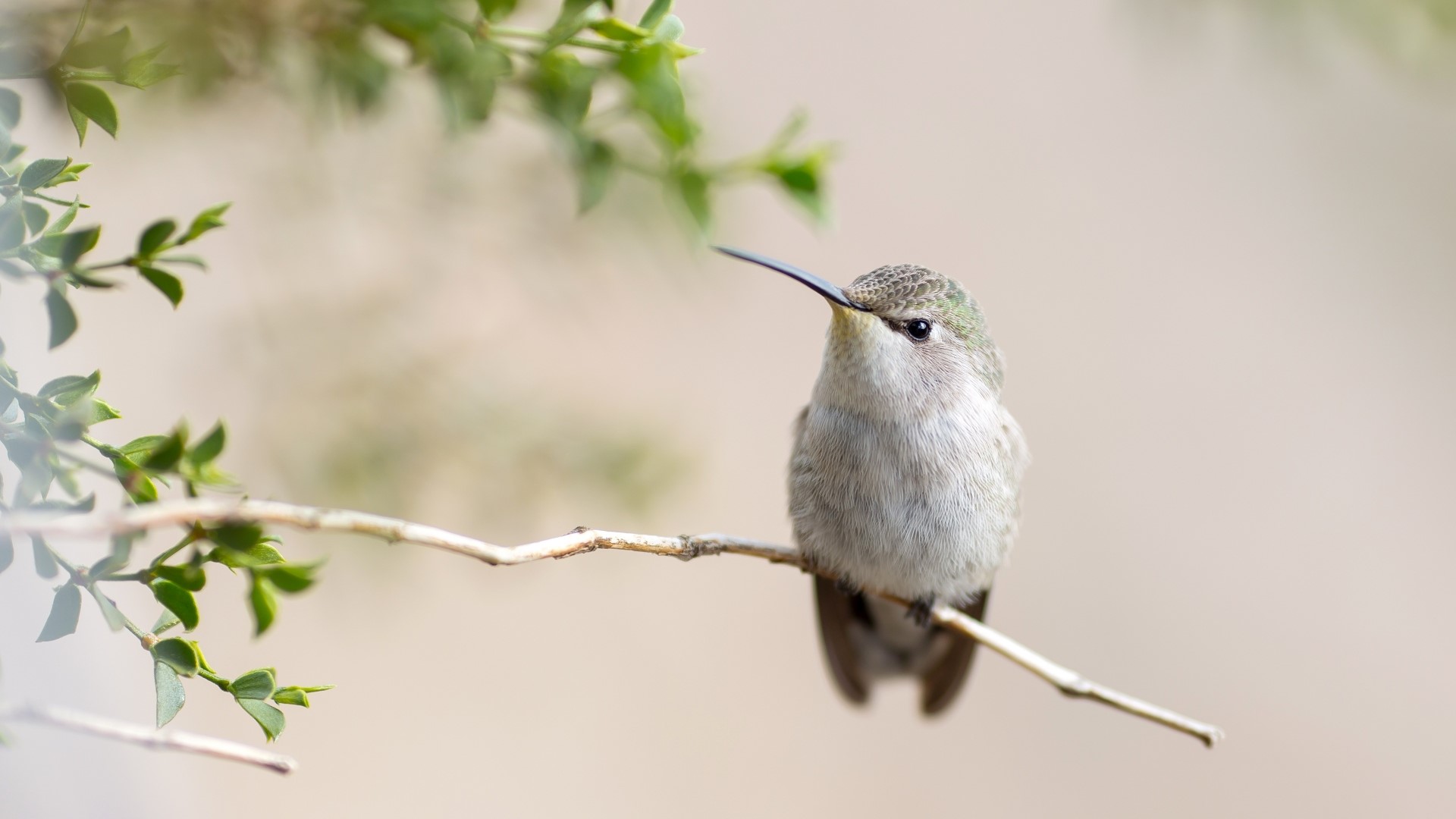 Hummingbird perched on a tree branch HD Wallpaper