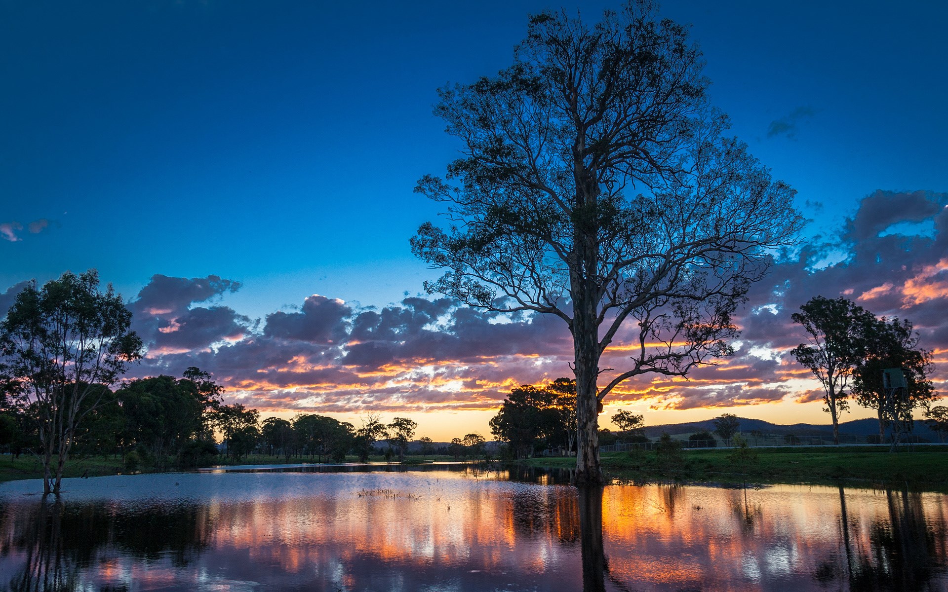 Tree reflected in a lake at sunset HD Wallpaper