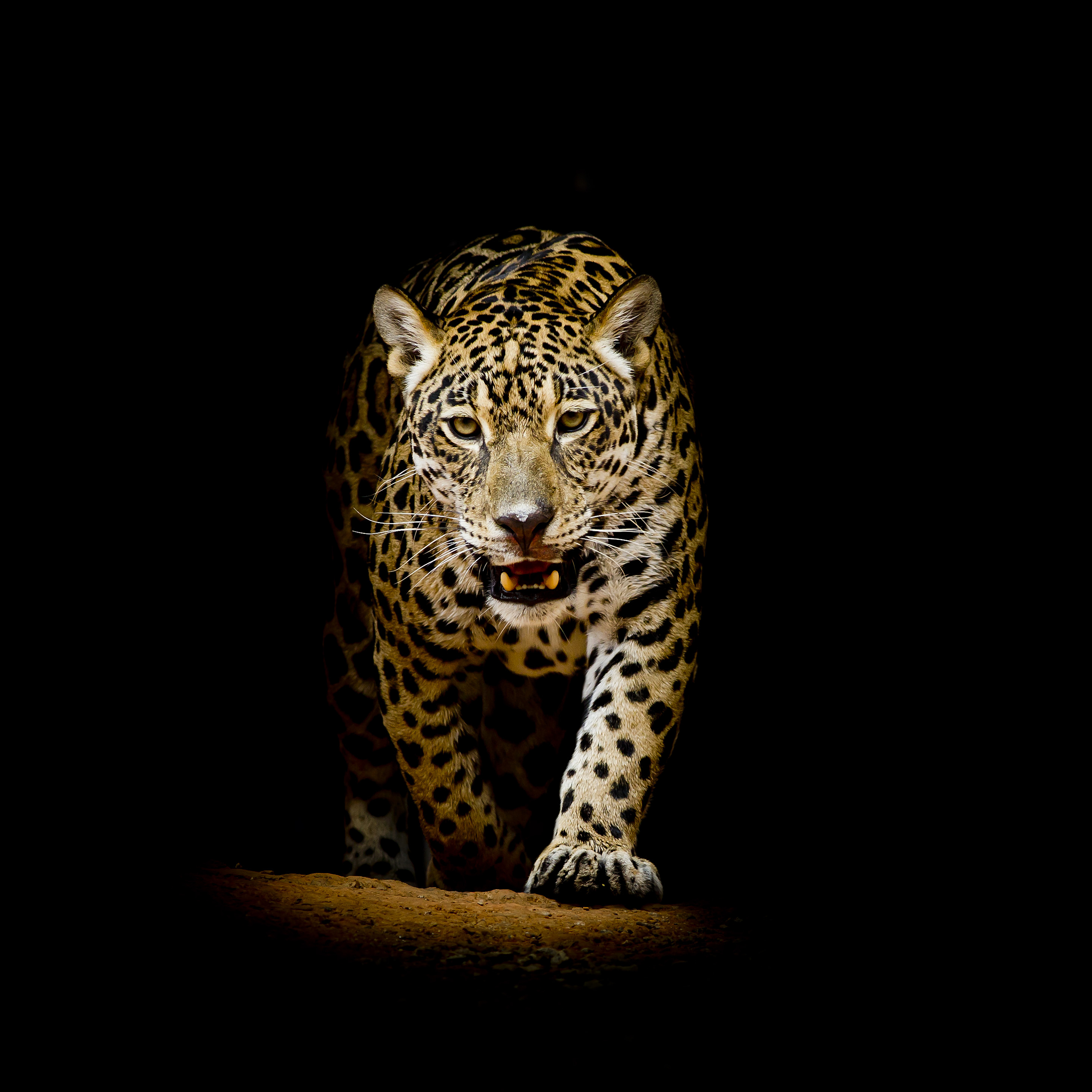 4K Leopard HD Wallpaper