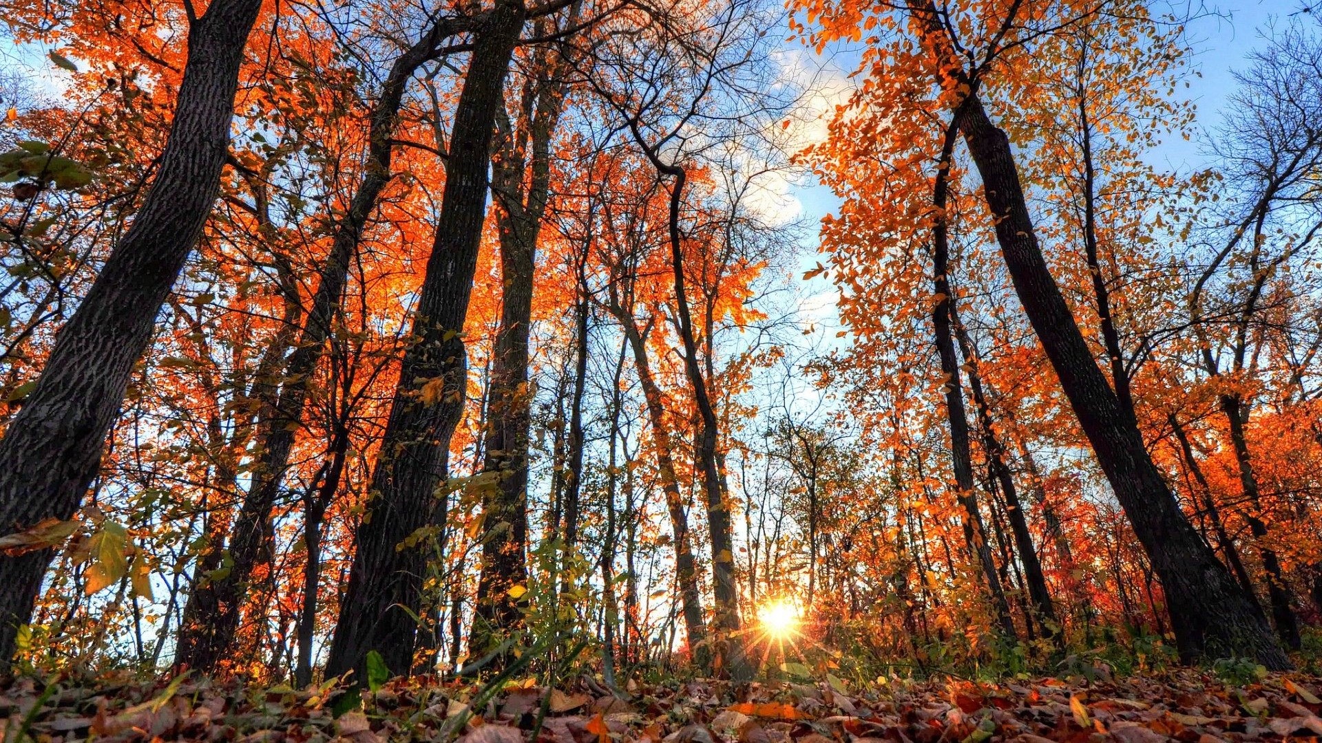 Autumn forest with sun shining through trees HD Wallpaper