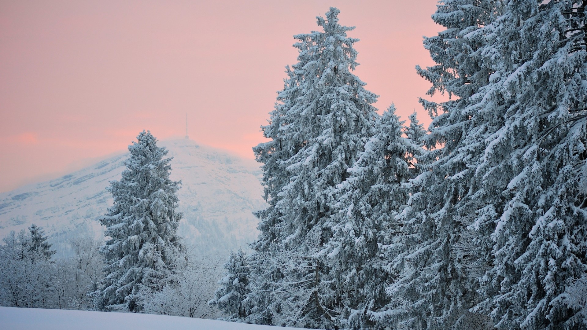 Snow-covered trees in front of a mountain at sunset HD Wallpaper