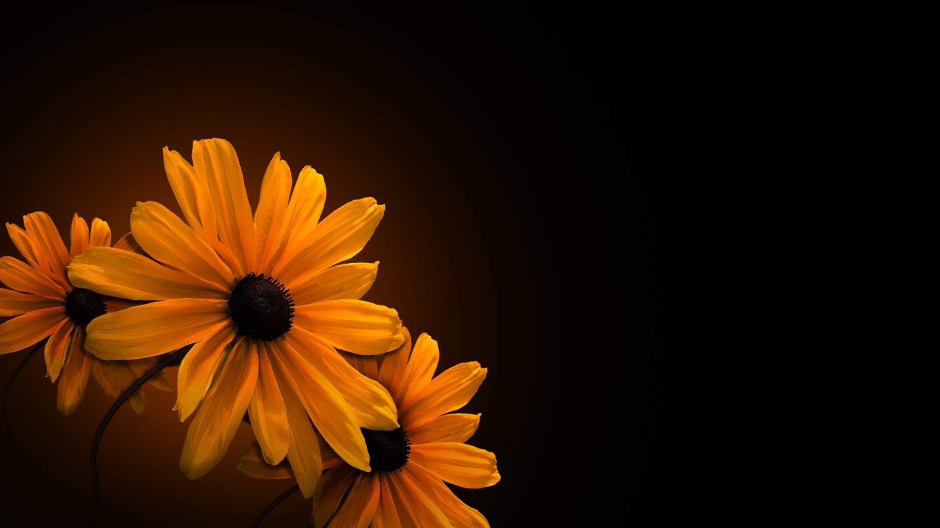 Yellow Flowers on Black Background HD Wallpaper