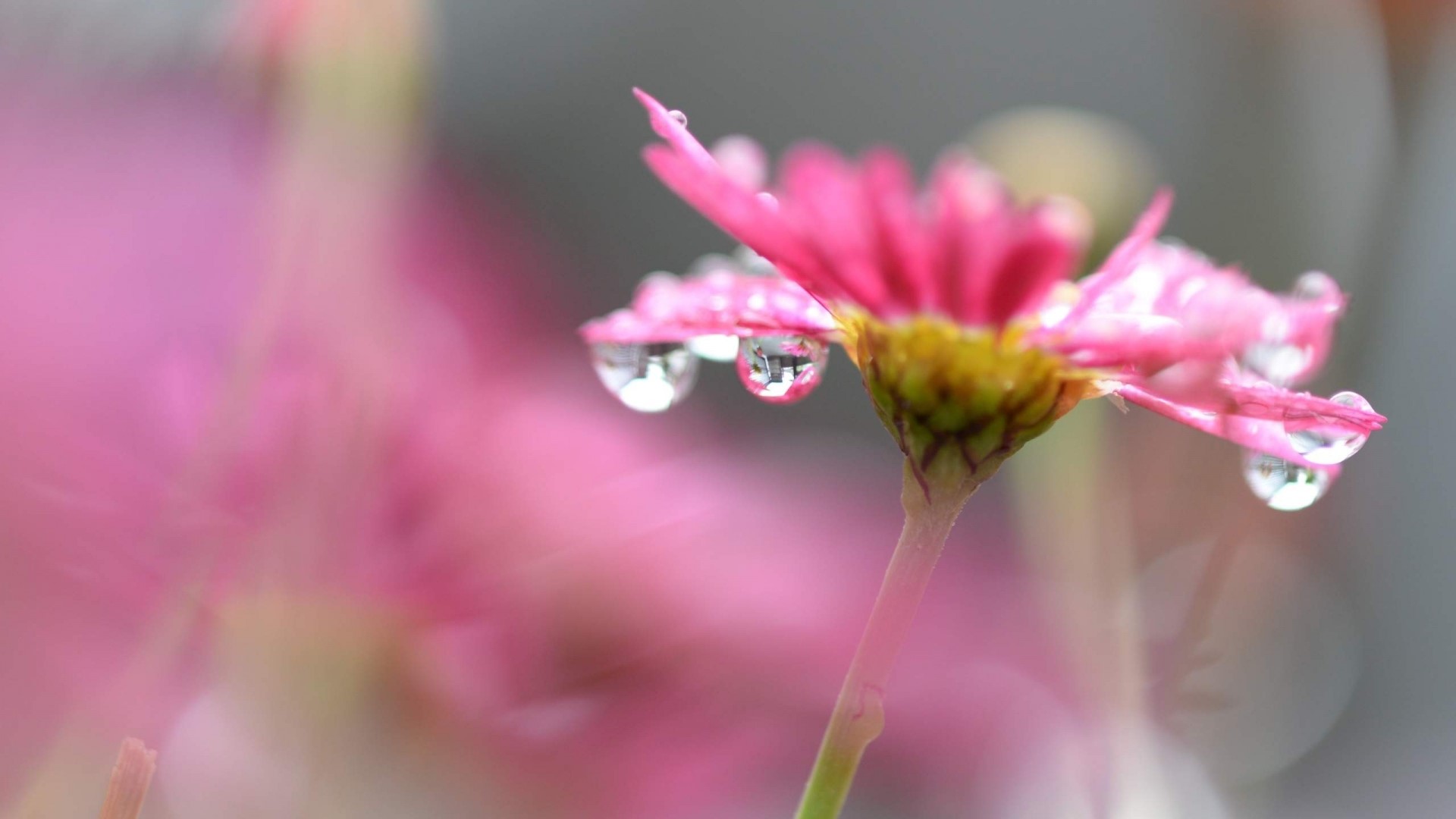 Pink flower with water droplets HD Wallpaper