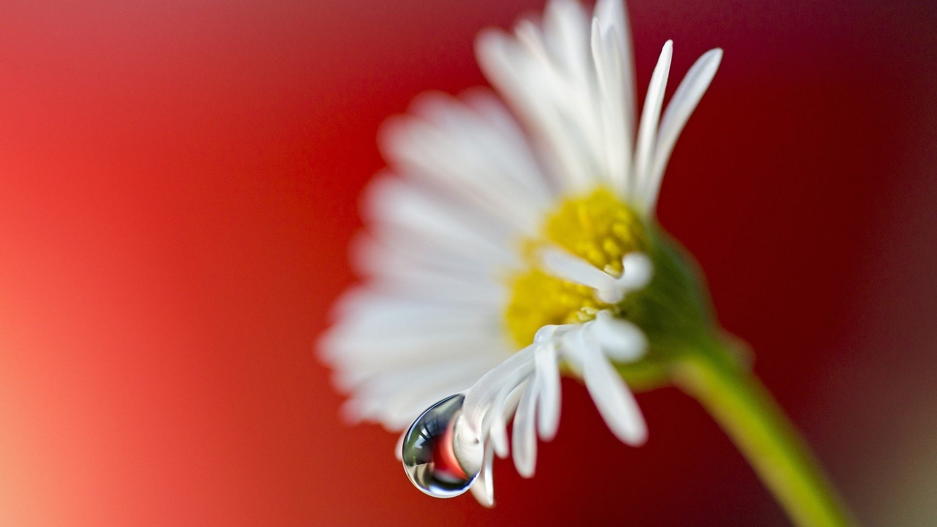 White daisy with water droplet on red background HD Wallpaper