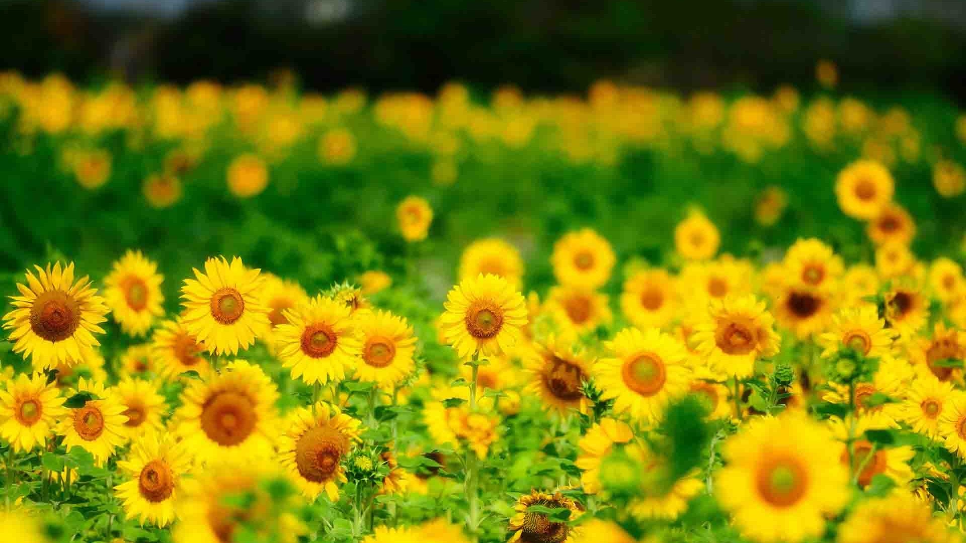 Field of Yellow Sunflowers HD Wallpaper