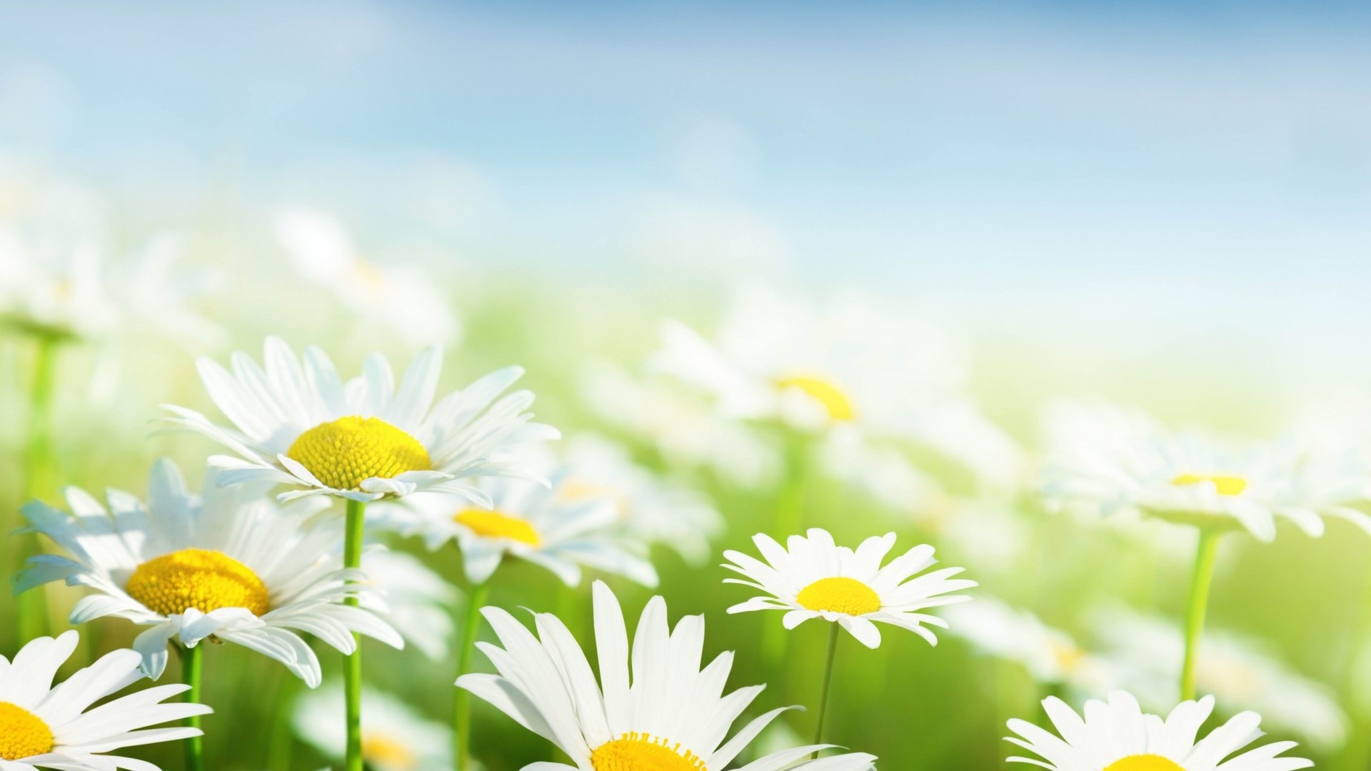 White Camomile Flowers Field Blur Background HD Wallpaper