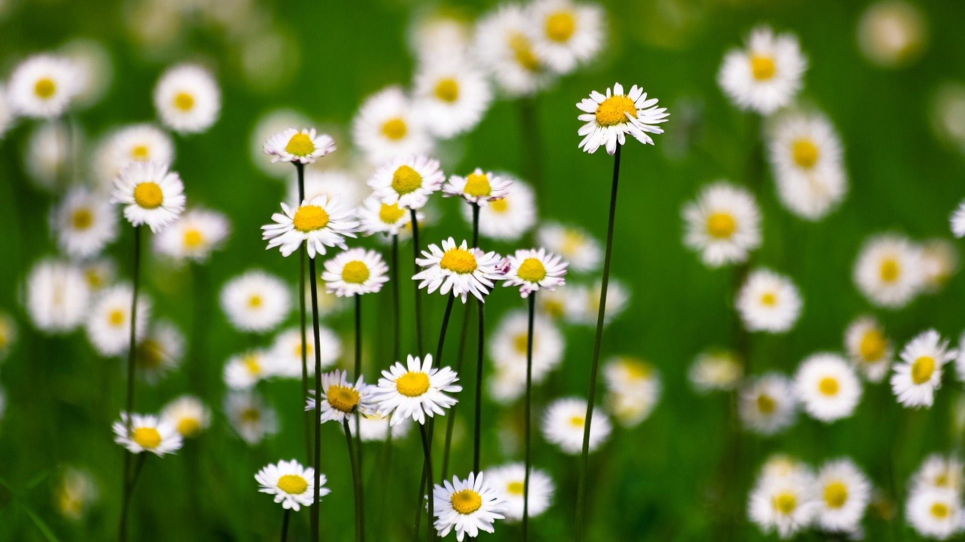 White Daisies in a Green Field HD Wallpaper