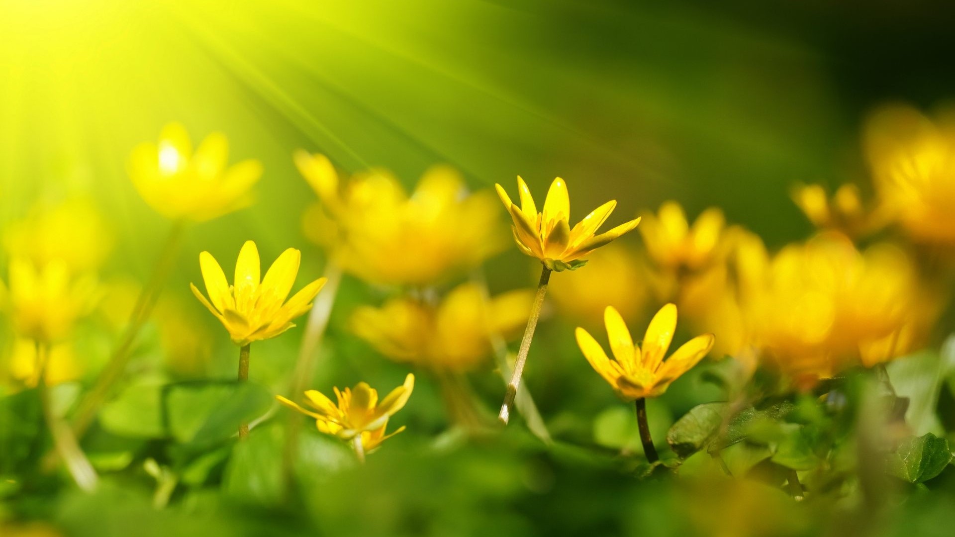 Yellow flowers in sunlight HD Wallpaper