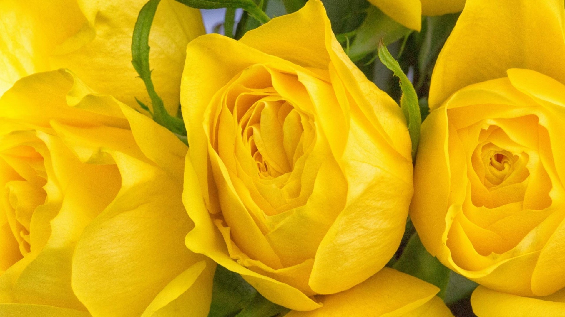 Yellow Roses Close-up HD Wallpaper