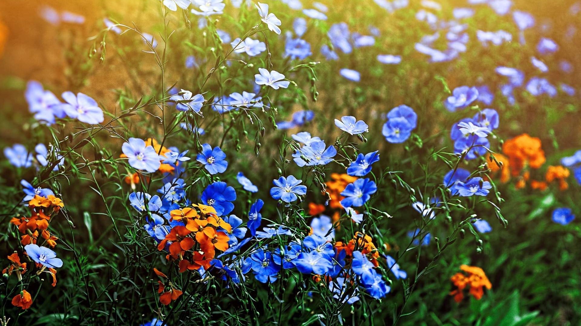 Blue and Orange Wild Flowers in a Meadow HD Wallpaper