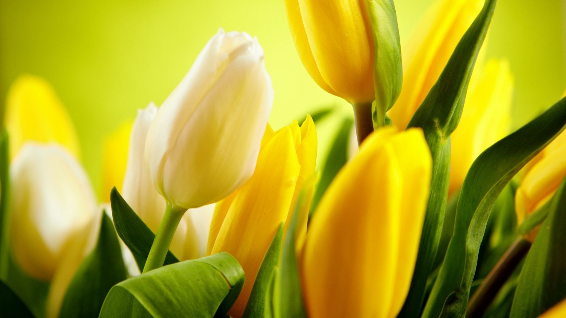 Yellow and White Tulips with Green Stems HD Wallpaper