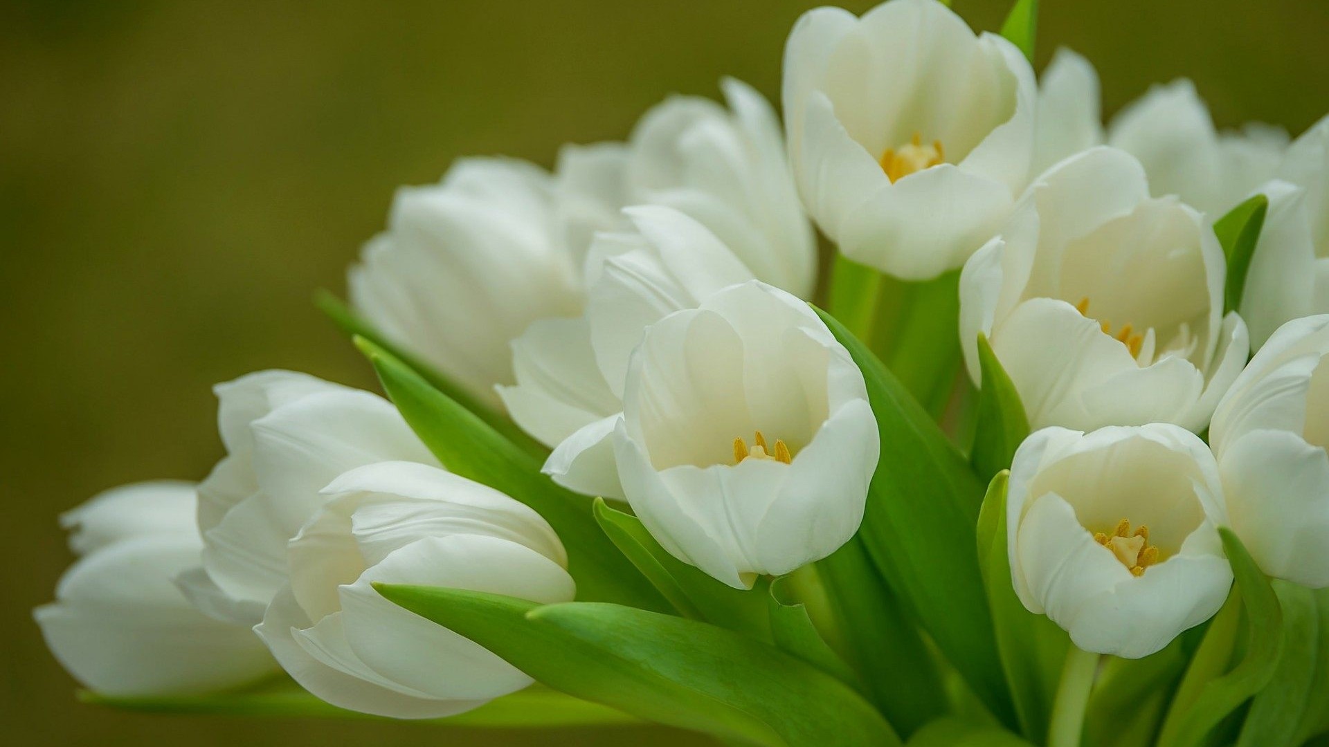 White Tulips with Green Stems HD Wallpaper