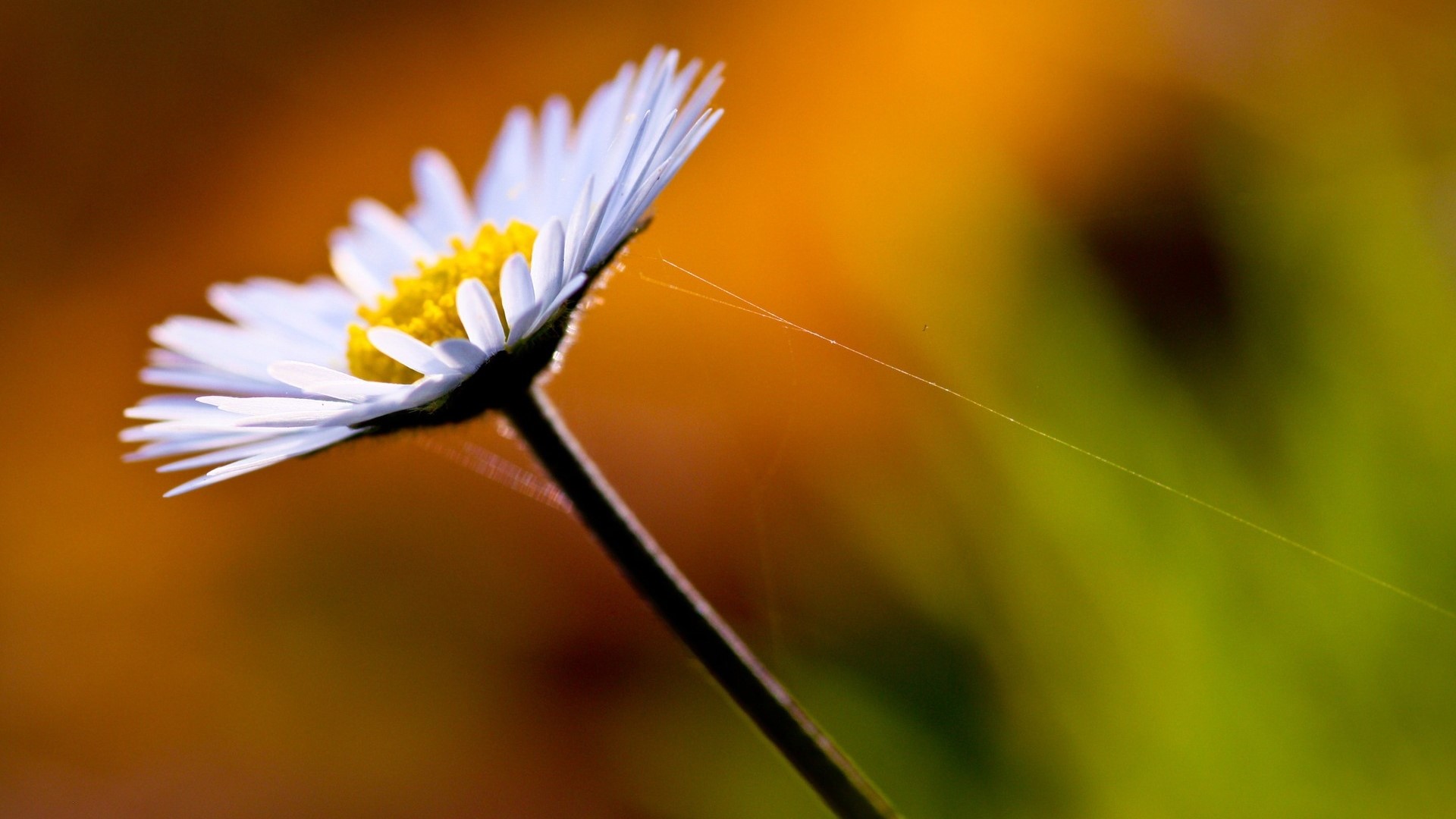 White Daisy with Spiderweb HD Wallpaper