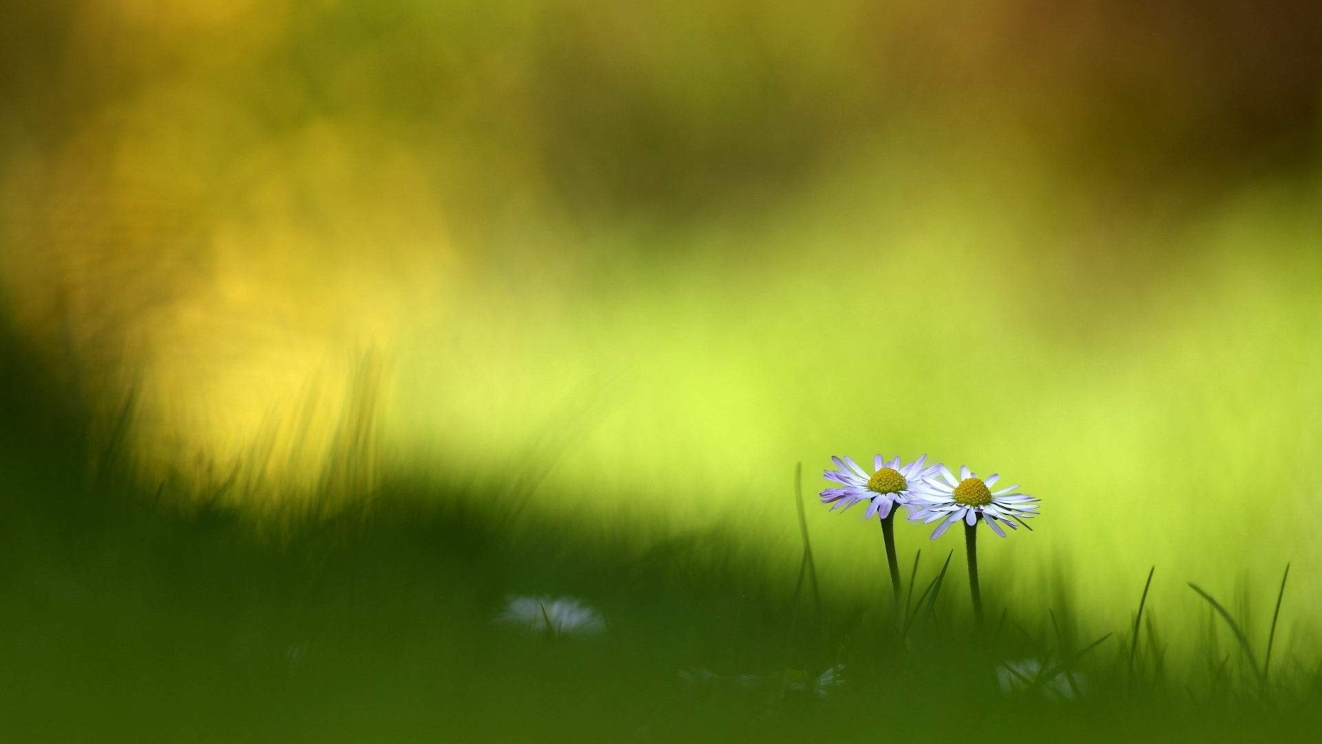 Two daisies in green grass with blurred background HD Wallpaper