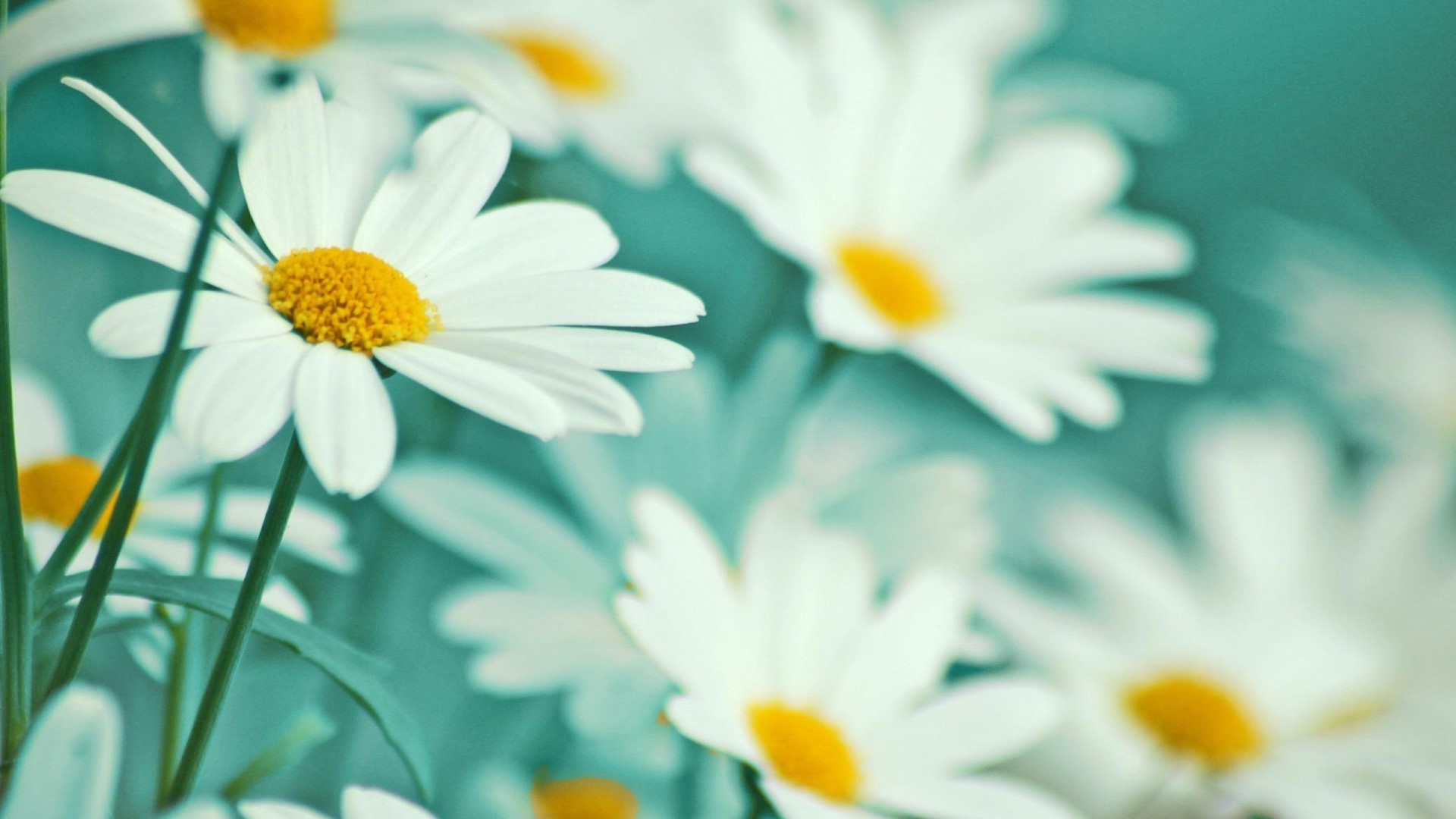White Daisies with Yellow Centers HD Wallpaper