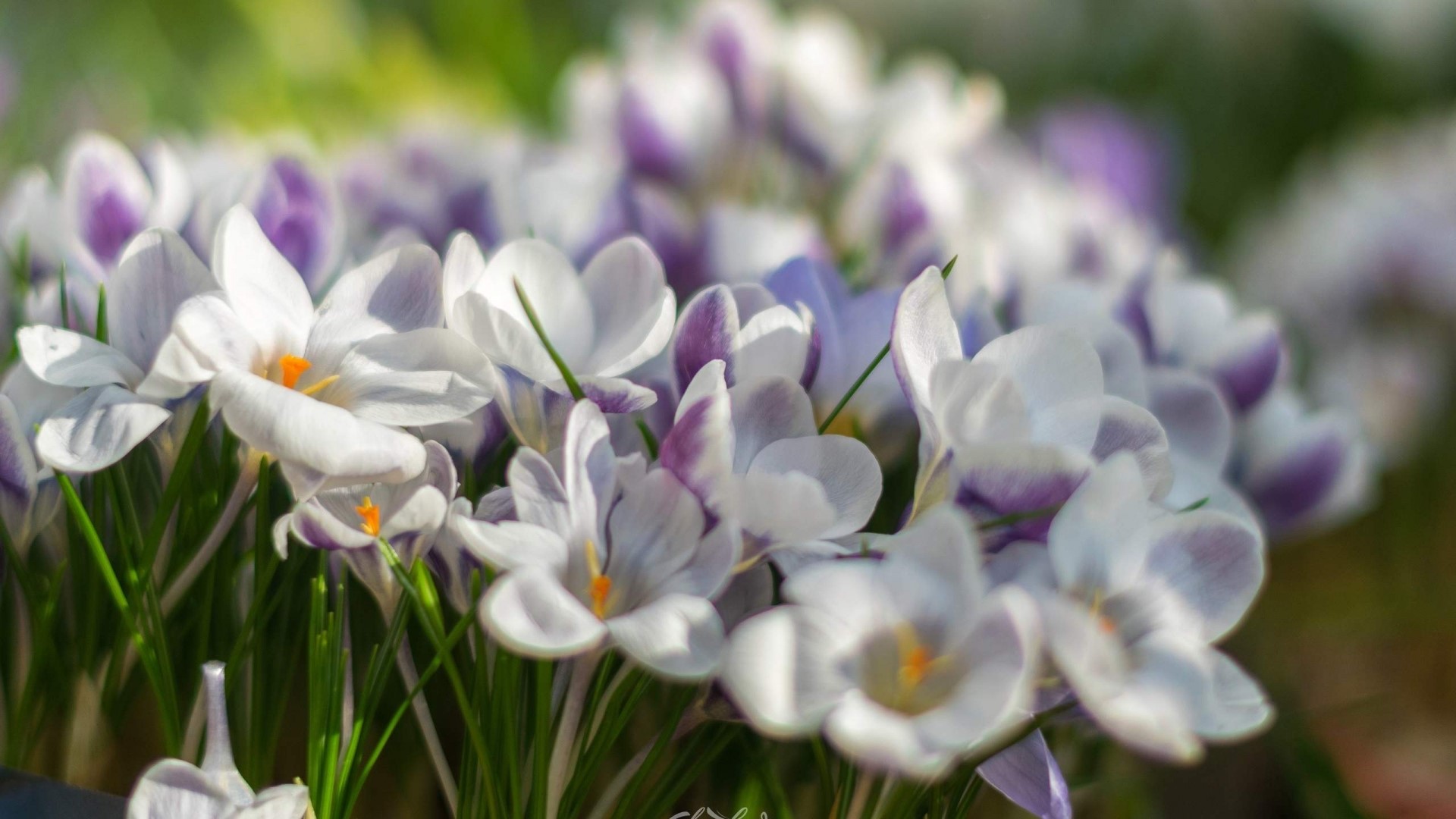 Close-up of white and purple crocuses in bloom HD Wallpaper