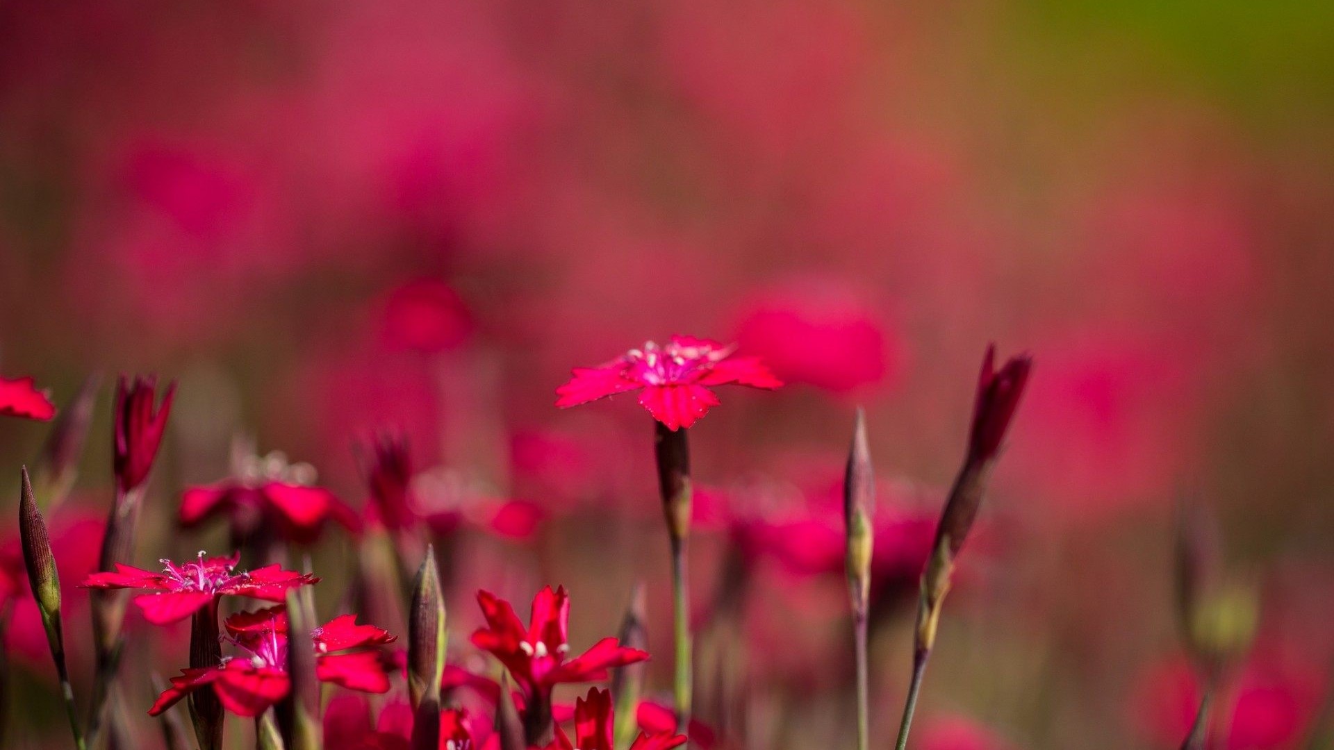 Red Carnations in a Field HD Wallpaper