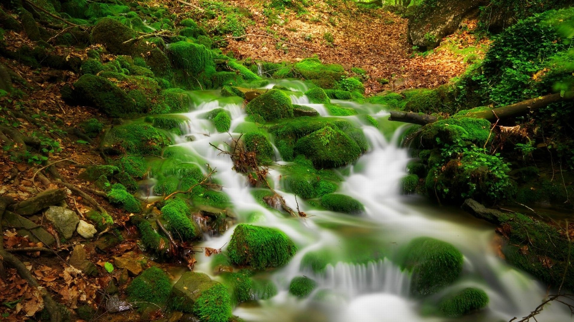 Mossy rocks in a forest stream HD Wallpaper