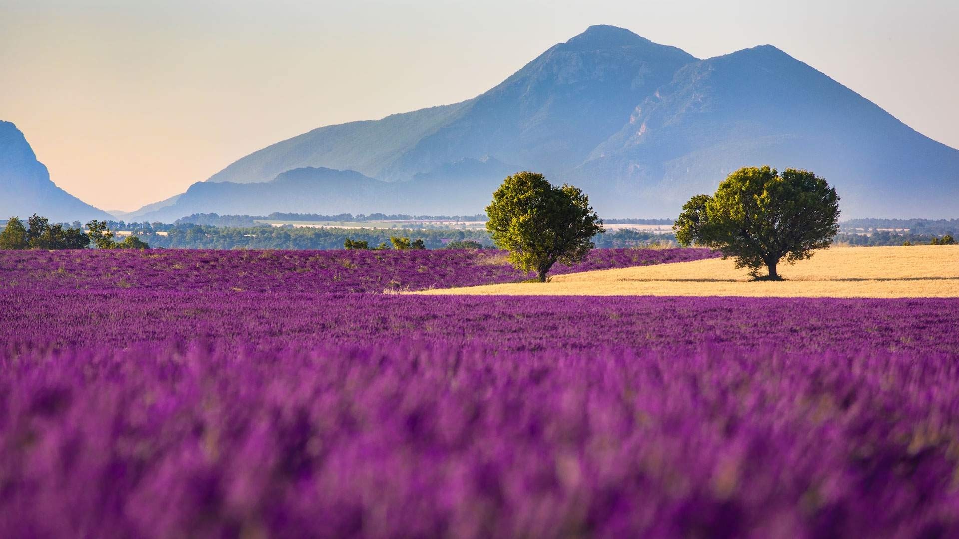 Lavender Field with Trees and Mountains HD Wallpaper