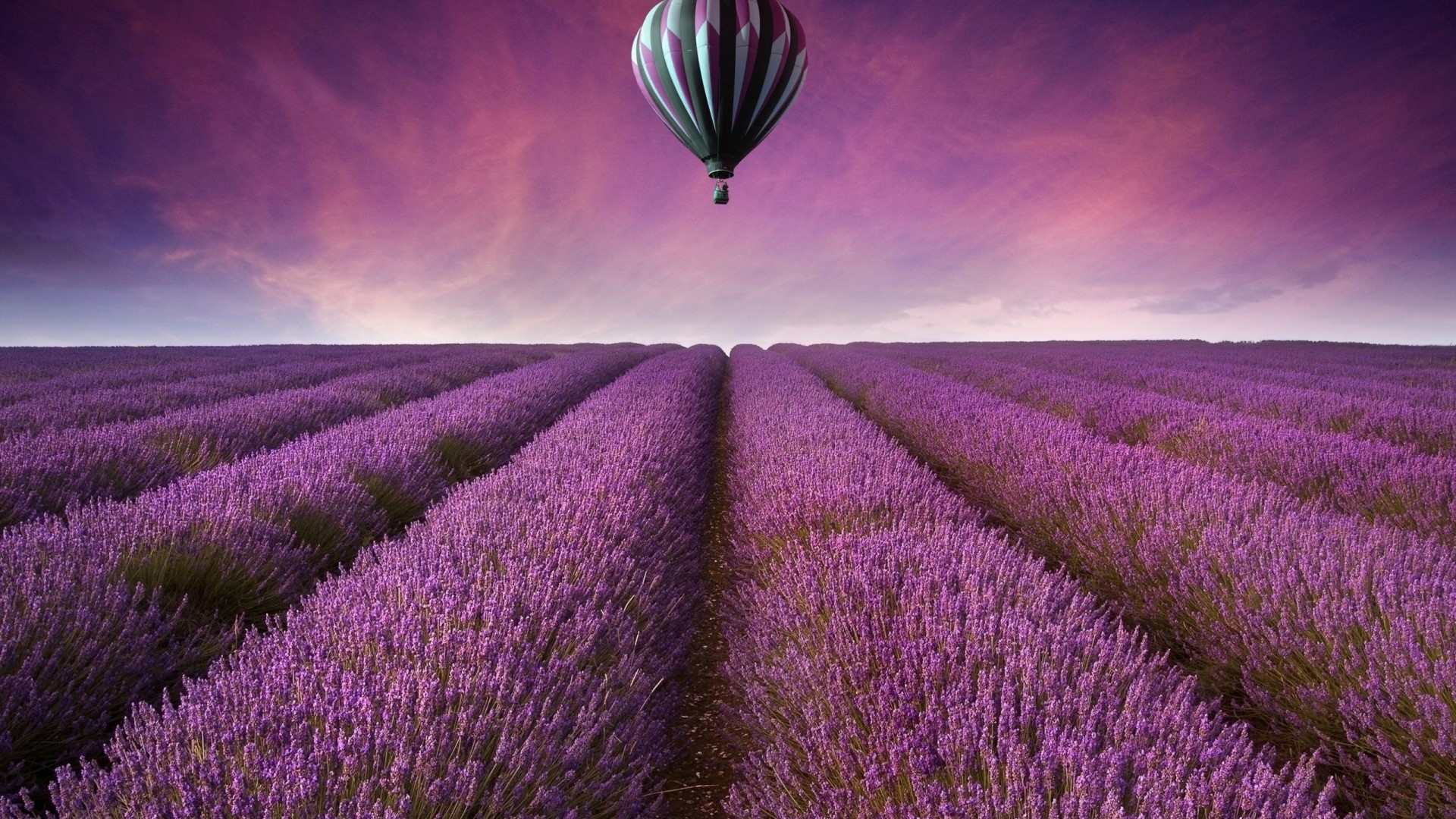 Hot Air Balloon Over Lavender Fields HD Wallpaper