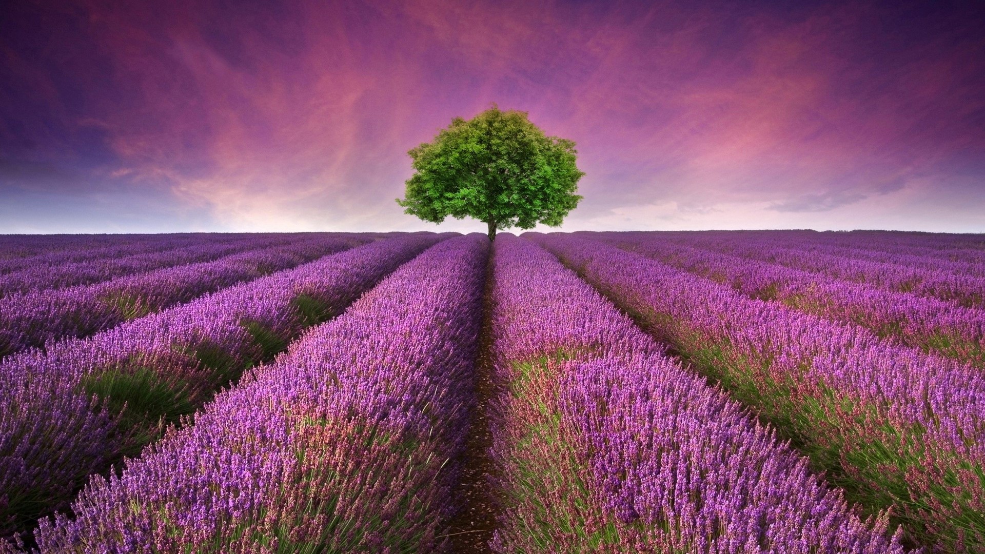 Lavender Field with a Lone Tree HD Wallpaper