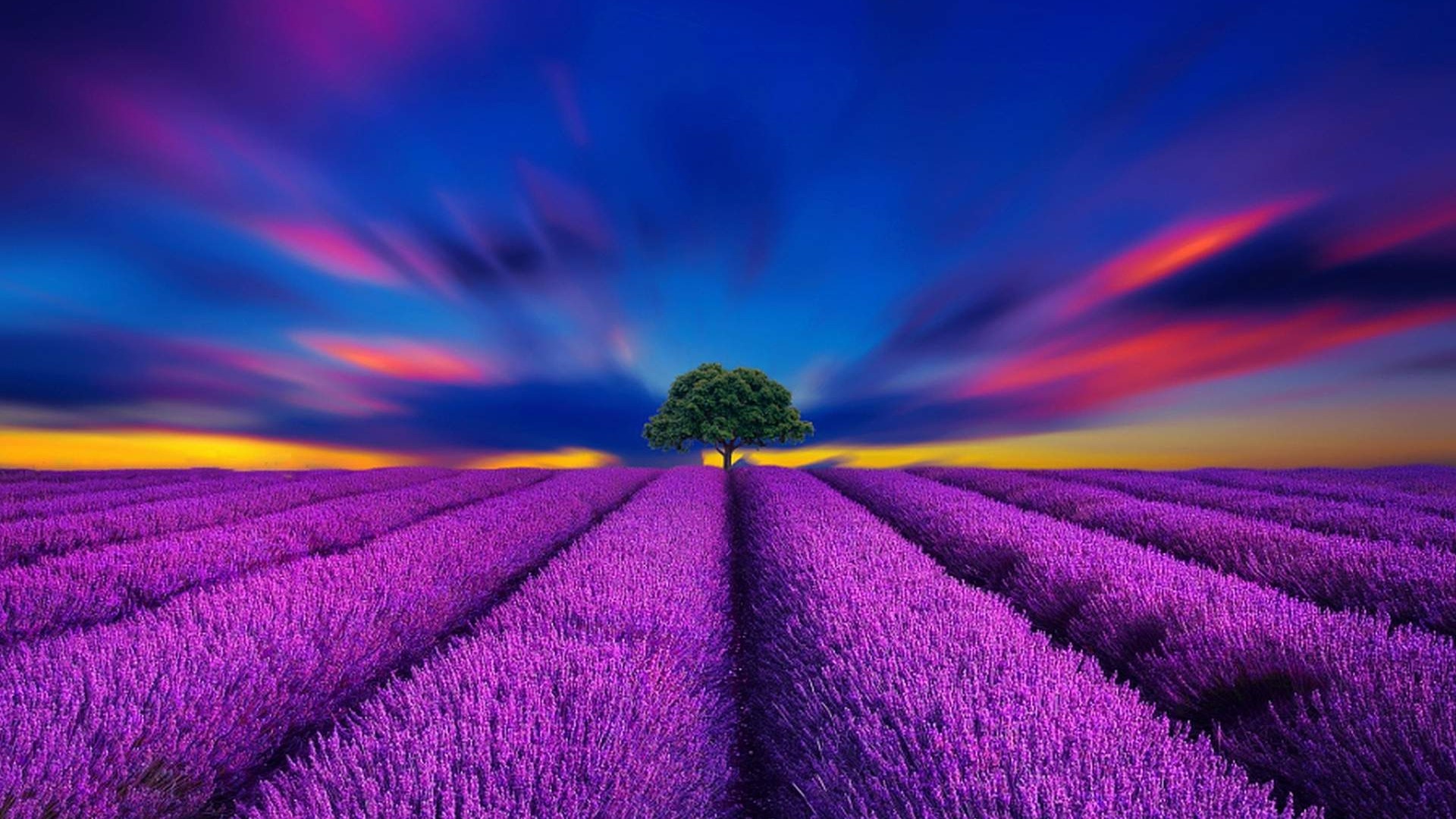 Lavender field with a lone tree at sunset HD Wallpaper