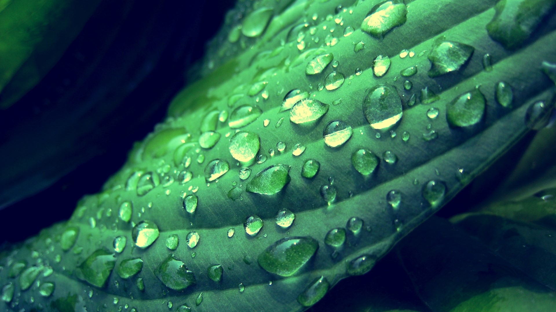 Dew drops on a green plant leaf HD Wallpaper
