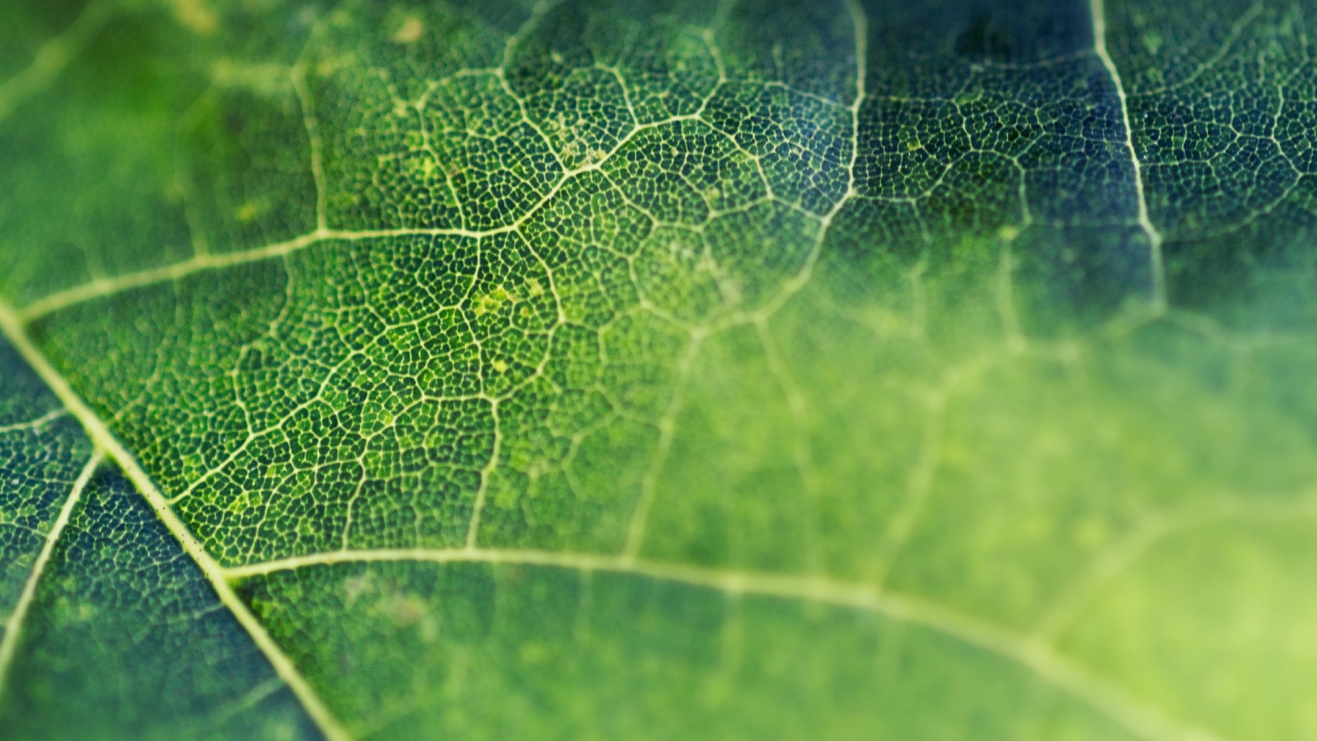 Macro view of a green leaf's veins HD Wallpaper