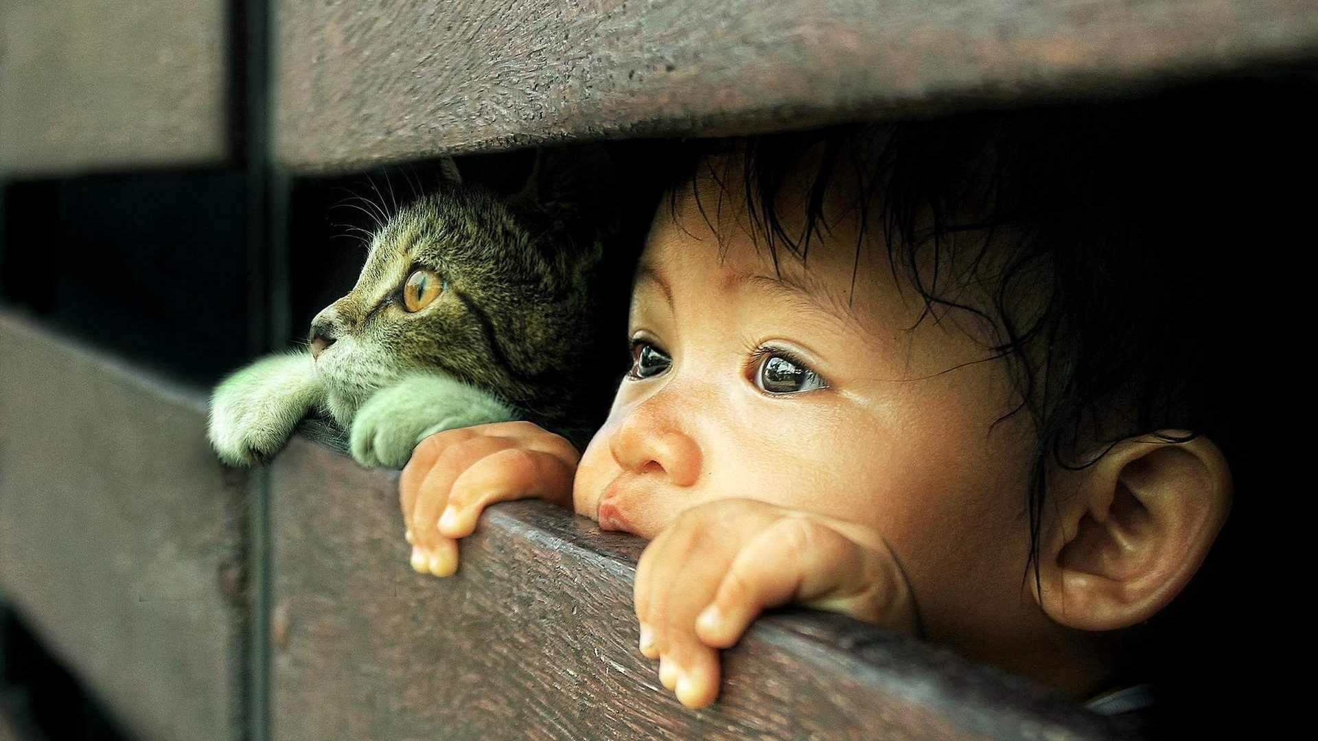 Baby and cat peeking through wooden slats HD Wallpaper