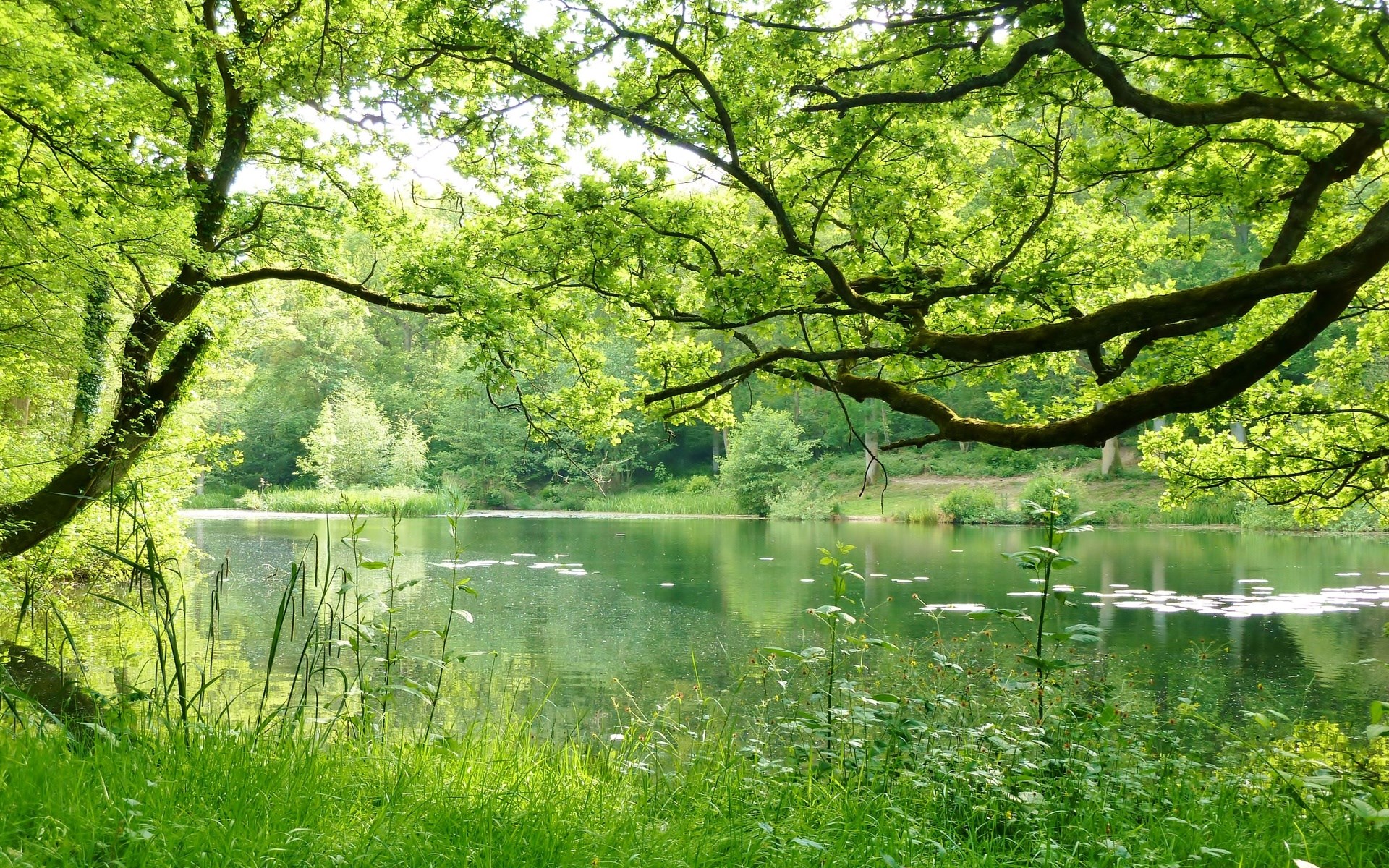 A tranquil lake surrounded by lush green trees and foliage HD Wallpaper