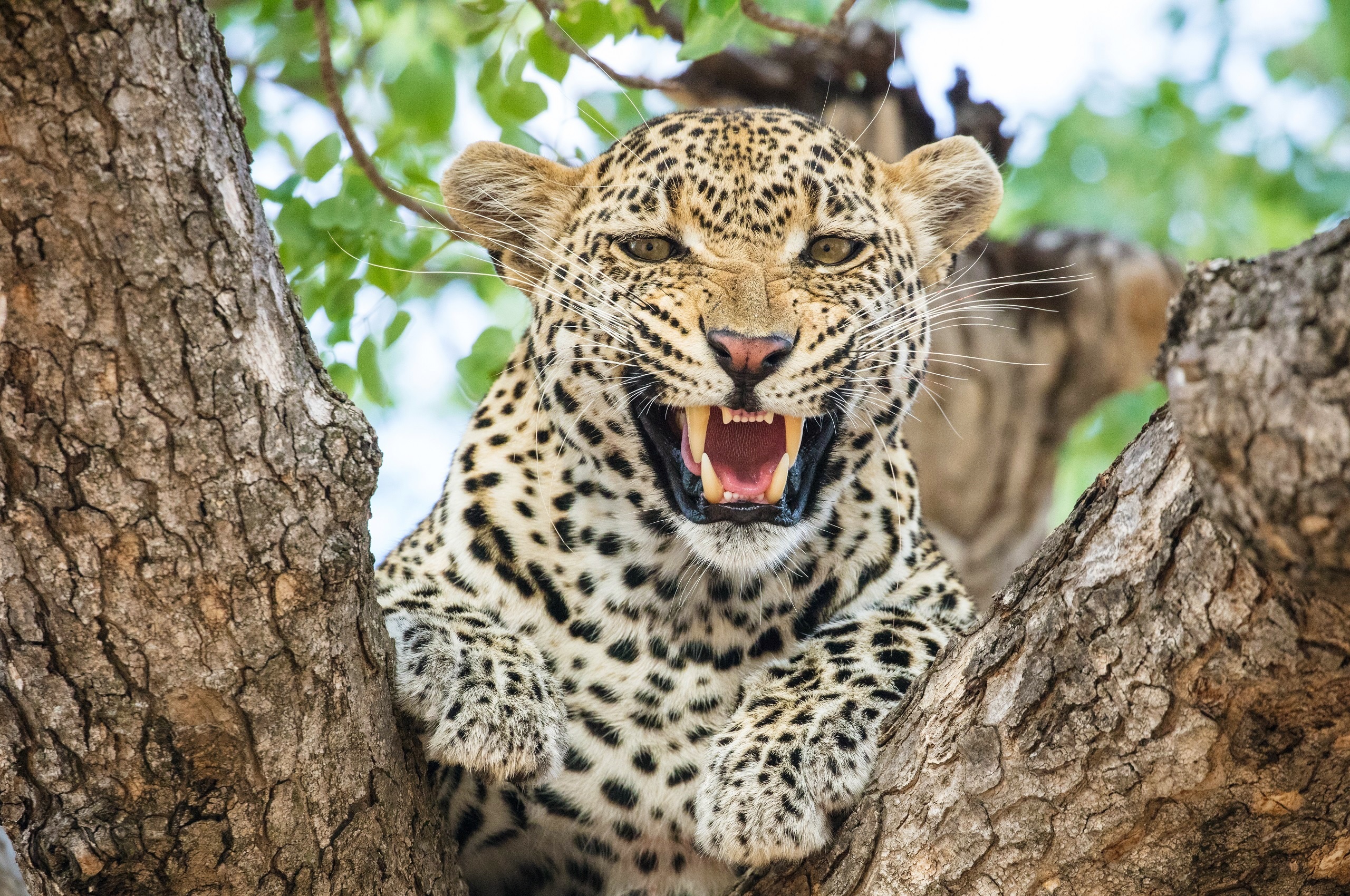 Leopard snarling in a tree HD Wallpaper