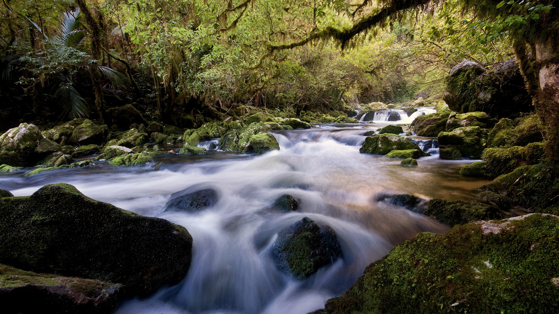 Mossy rocks in a flowing forest stream HD Wallpaper