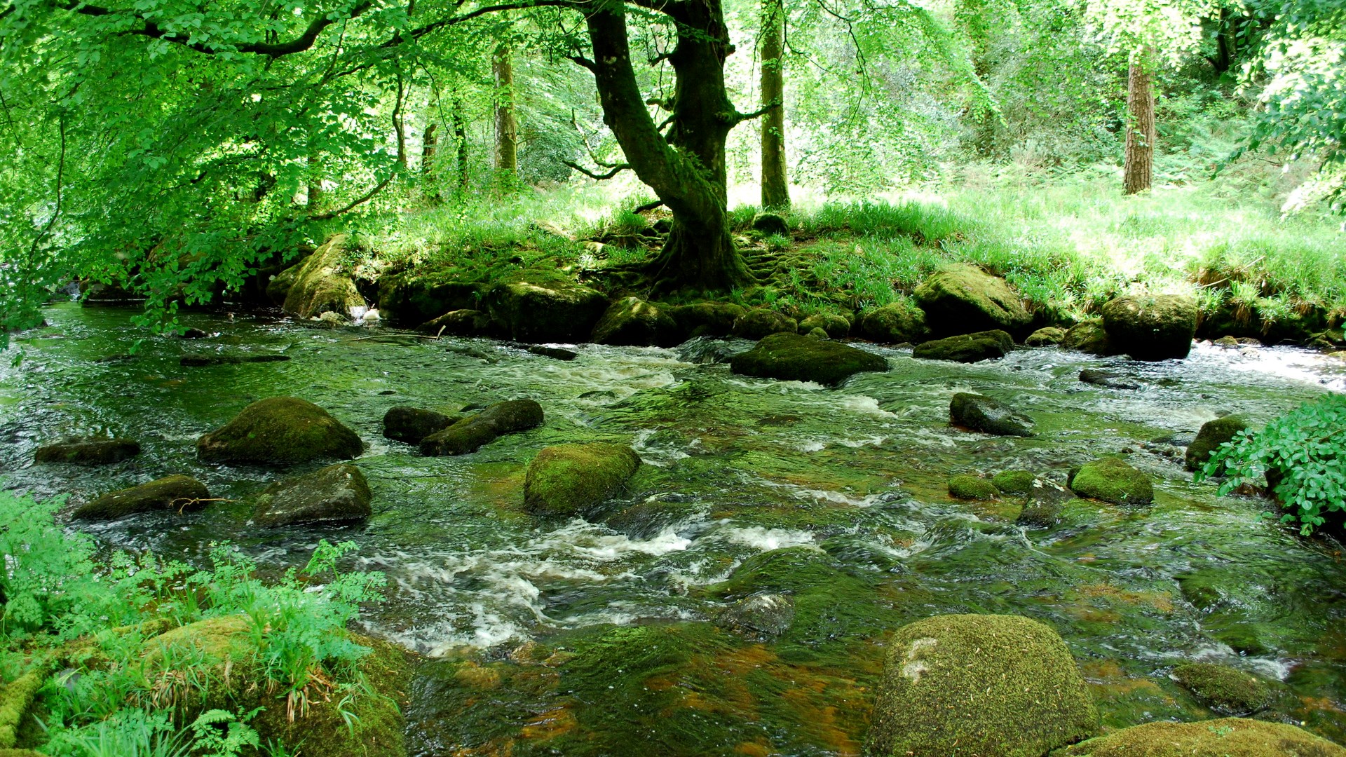 A forest stream flows over moss-covered rocks. HD Wallpaper