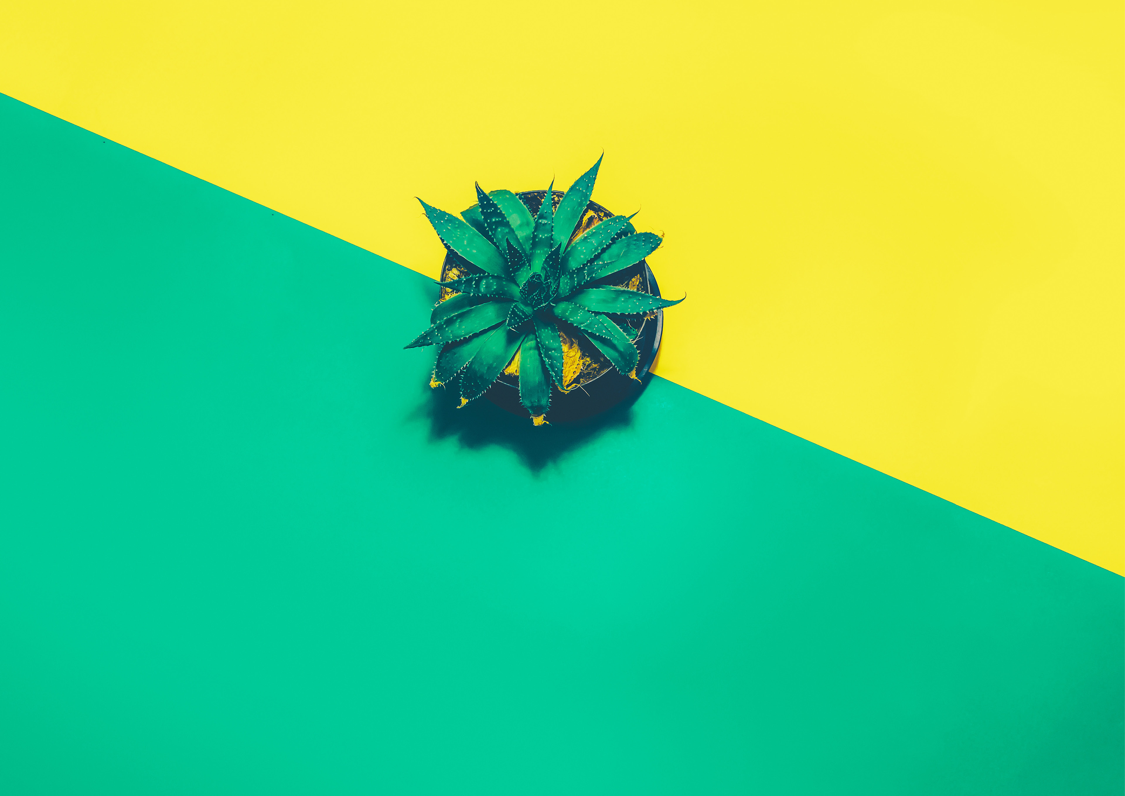 Potted succulent plant on a yellow and green background HD Wallpaper
