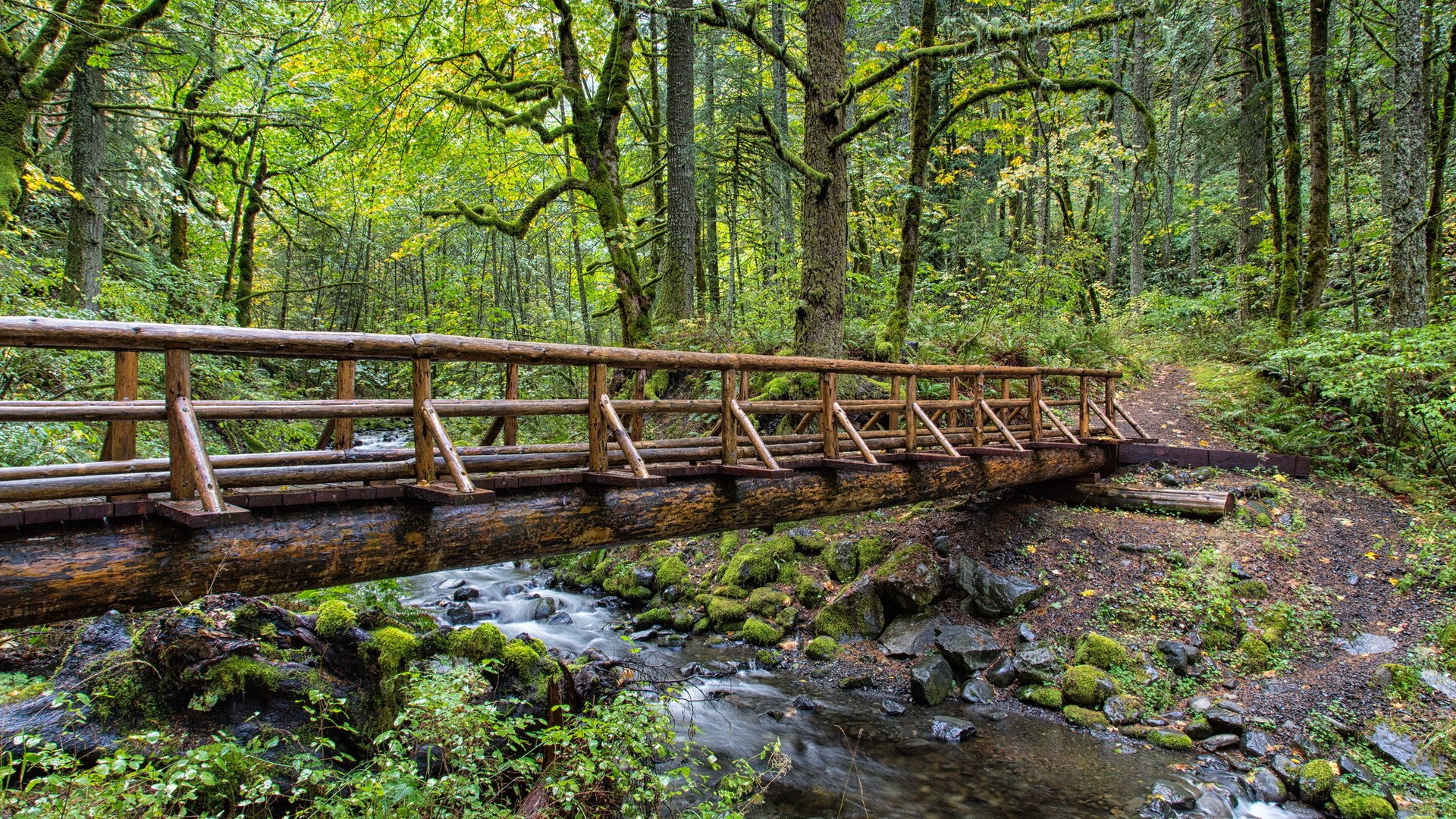 Wooden bridge over a stream in a forest HD Wallpaper