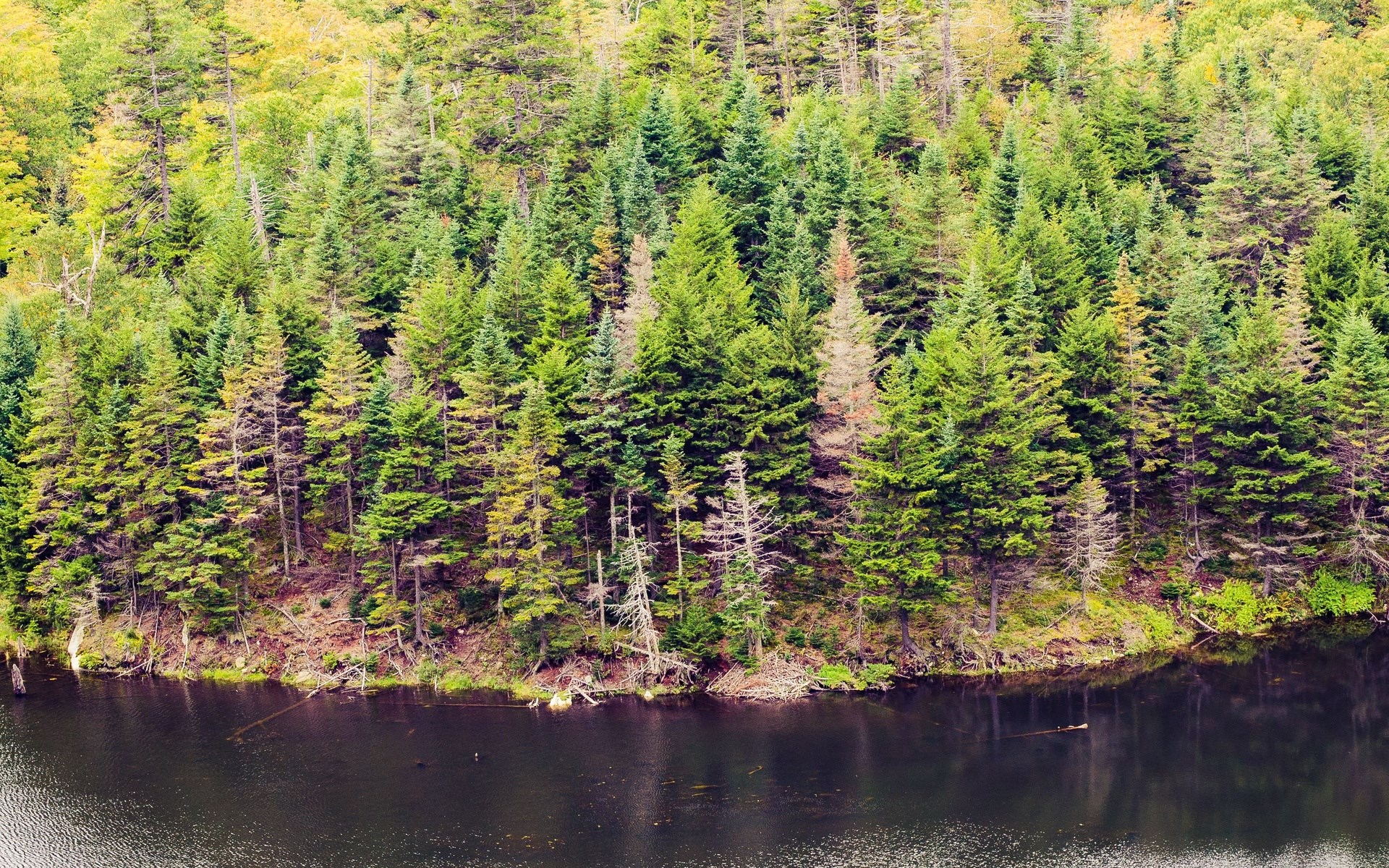 Dense forest with a dark lake in the foreground HD Wallpaper