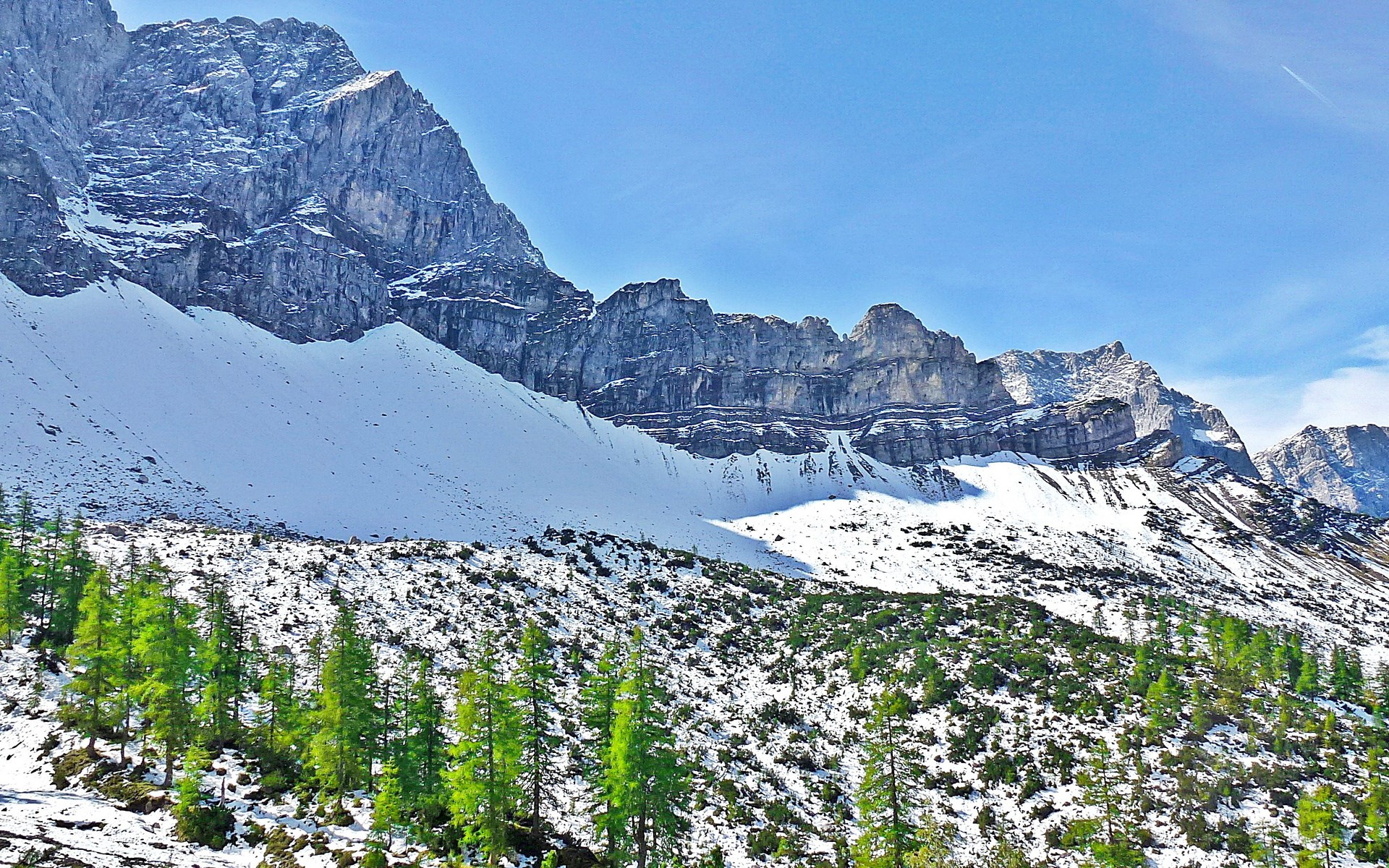 Snowy mountain range with green pine trees HD Wallpaper