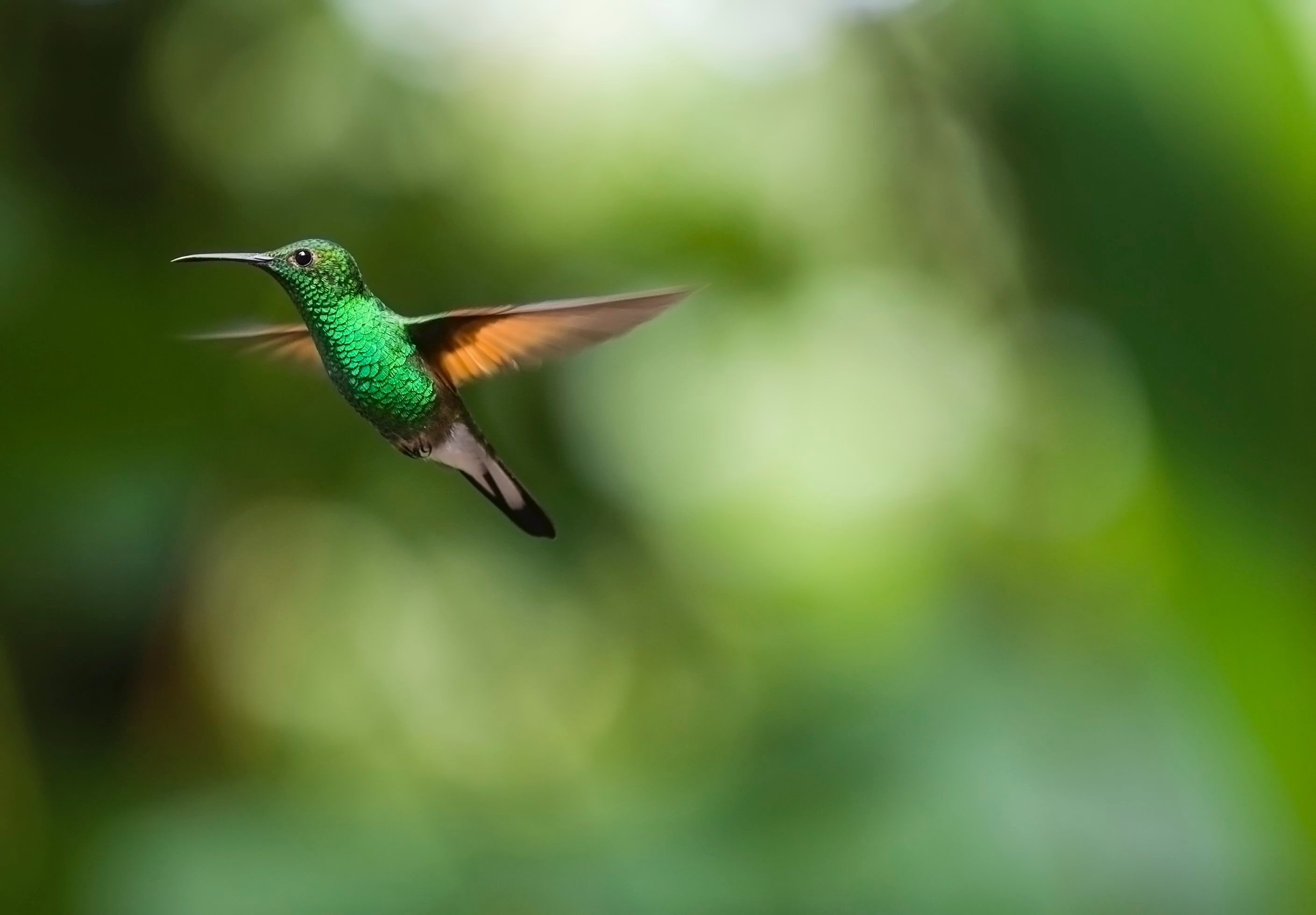 Green hummingbird in flight with bokeh background HD Wallpaper