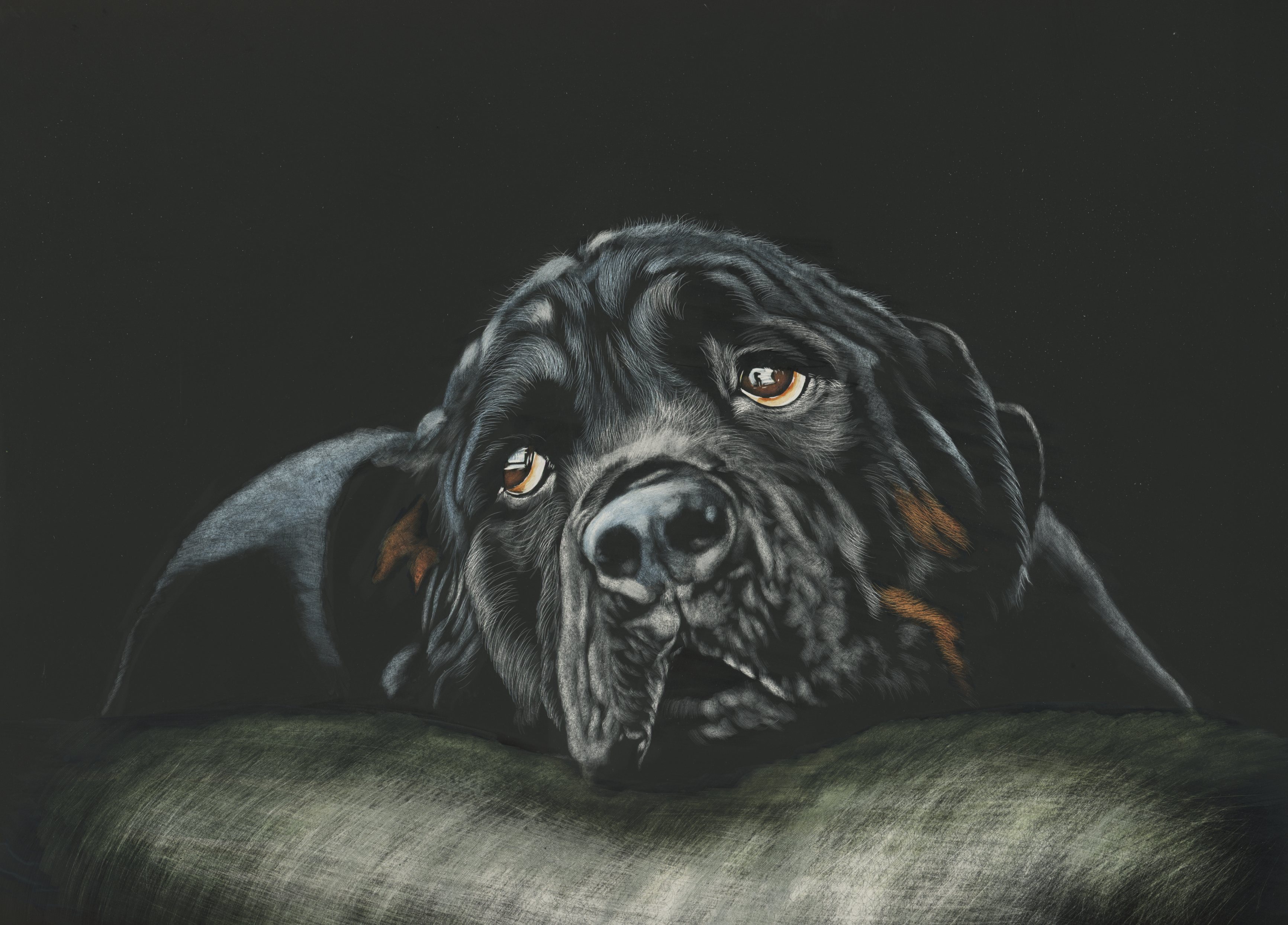 Black Rottweiler dog resting on a surface HD Wallpaper