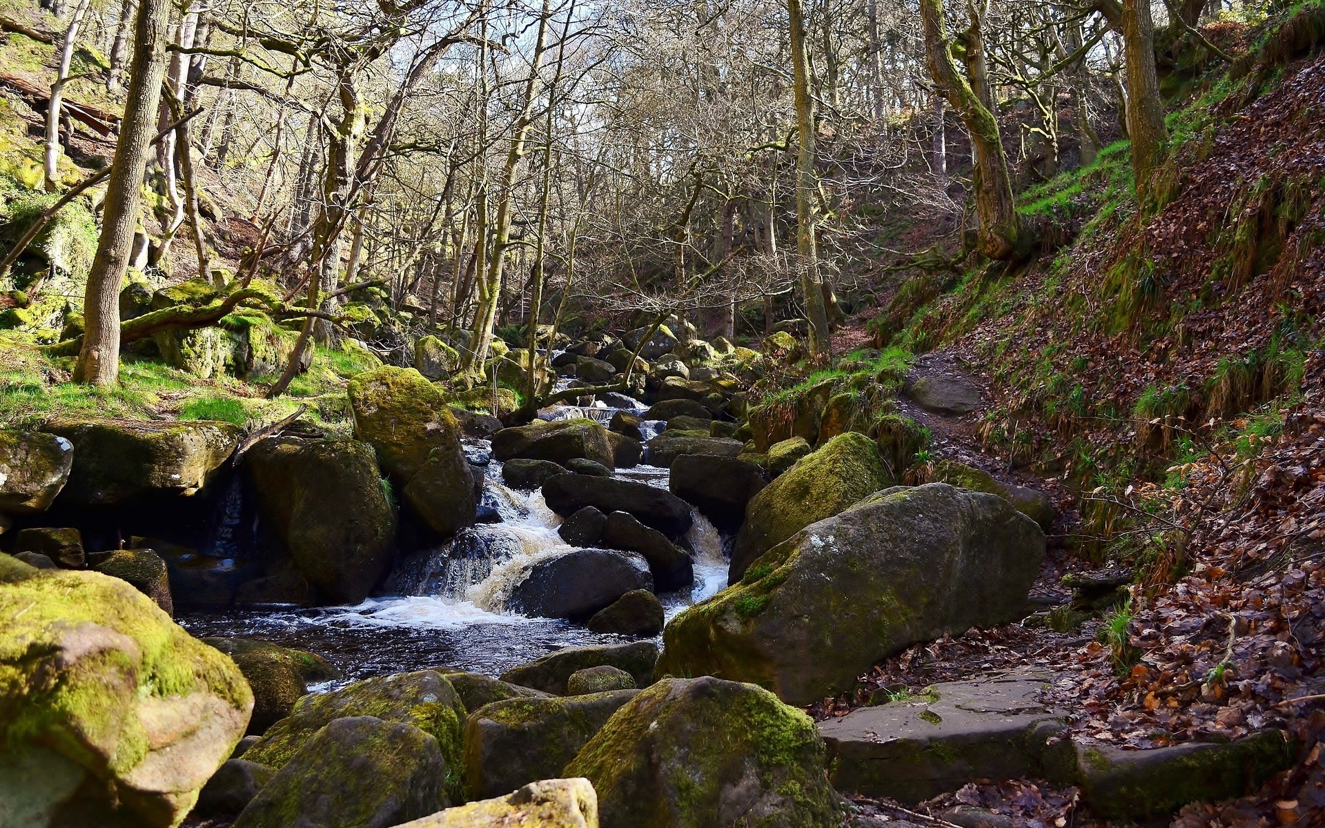 Stream flowing through a rocky forest HD Wallpaper