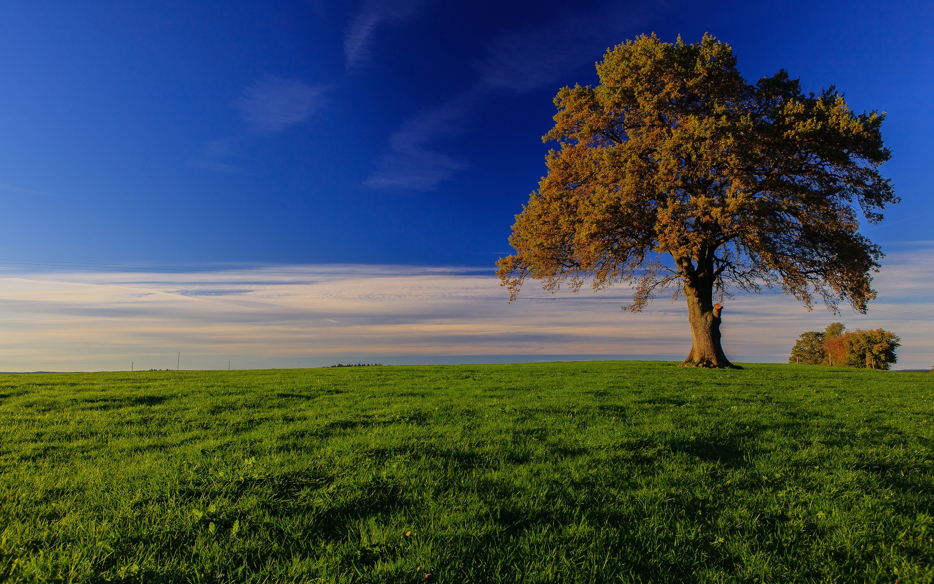 Lone tree on a grassy hill under a blue sky HD Wallpaper