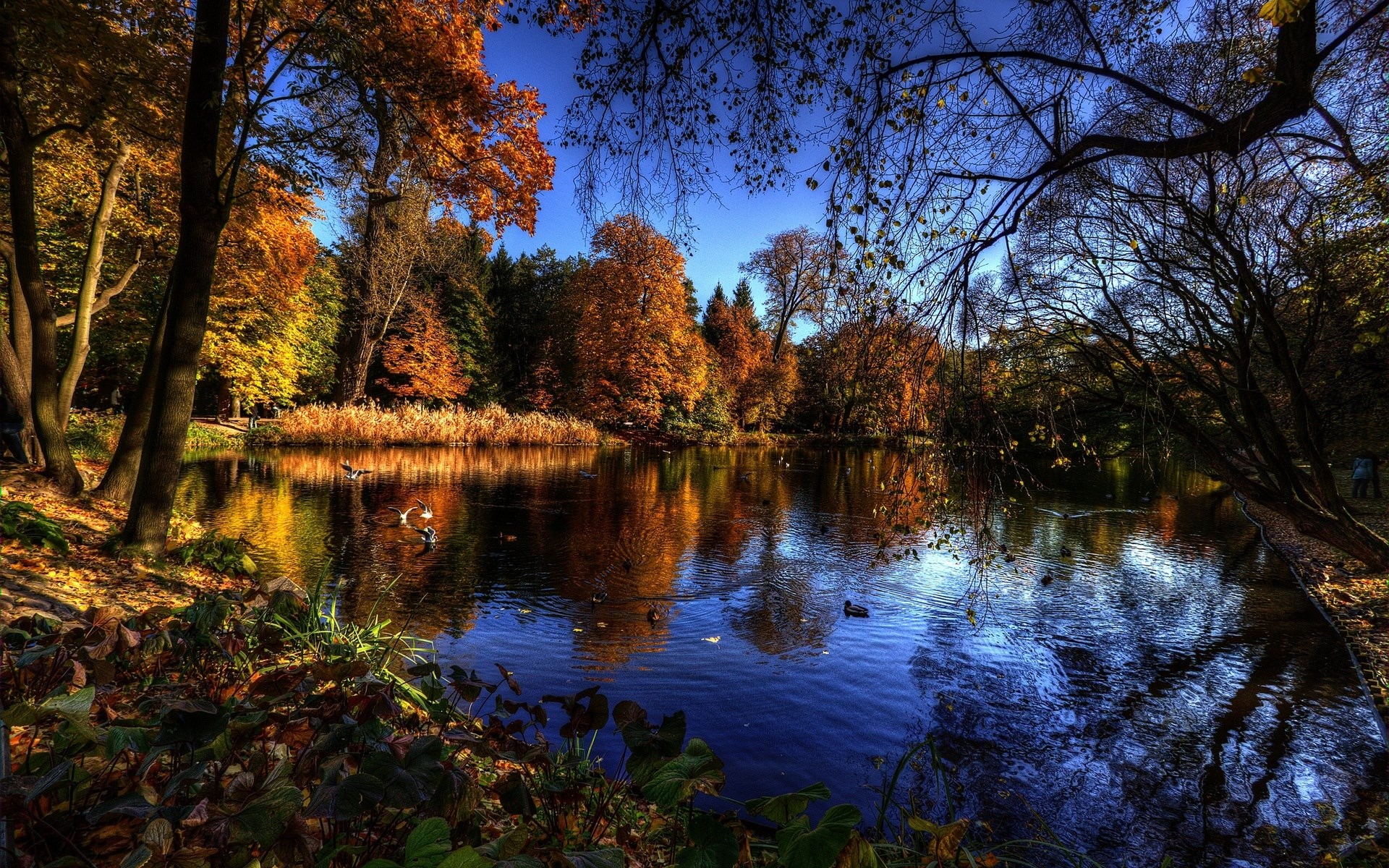 Autumn lake with colorful trees and reflections HD Wallpaper