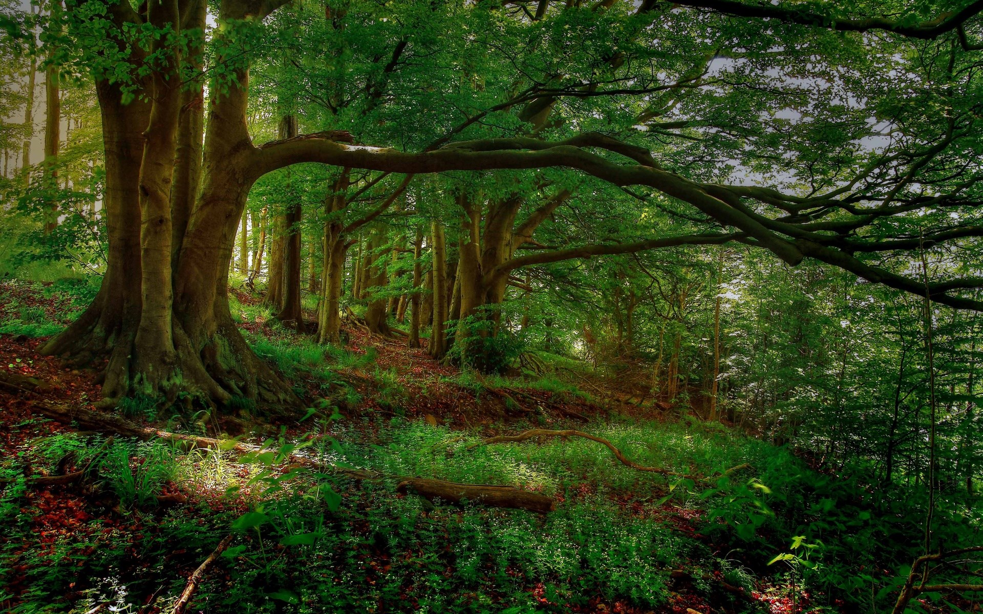 Sunlight filtering through a dense forest canopy HD Wallpaper