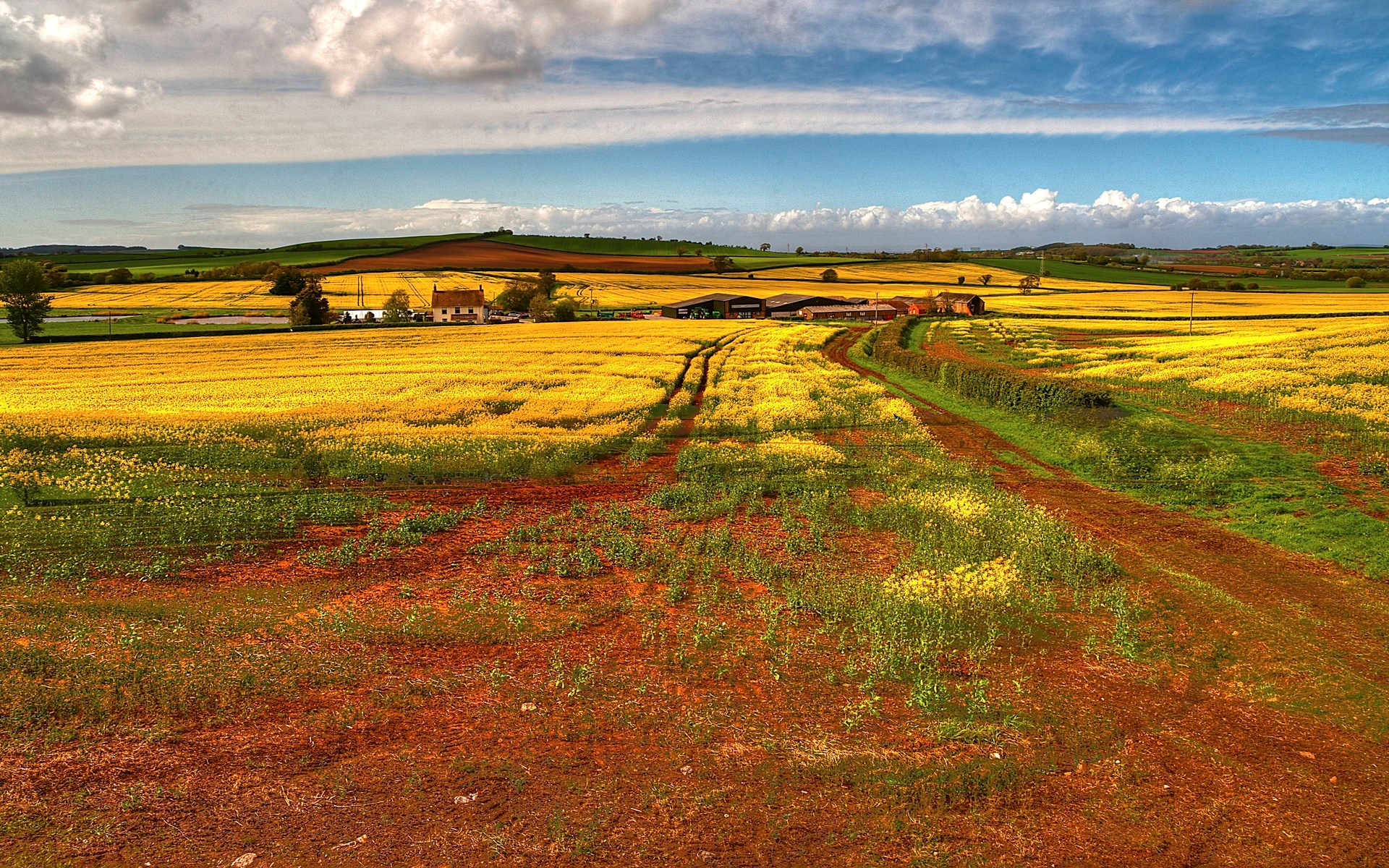 Rural landscape with yellow flower fields and farm buildings HD Wallpaper
