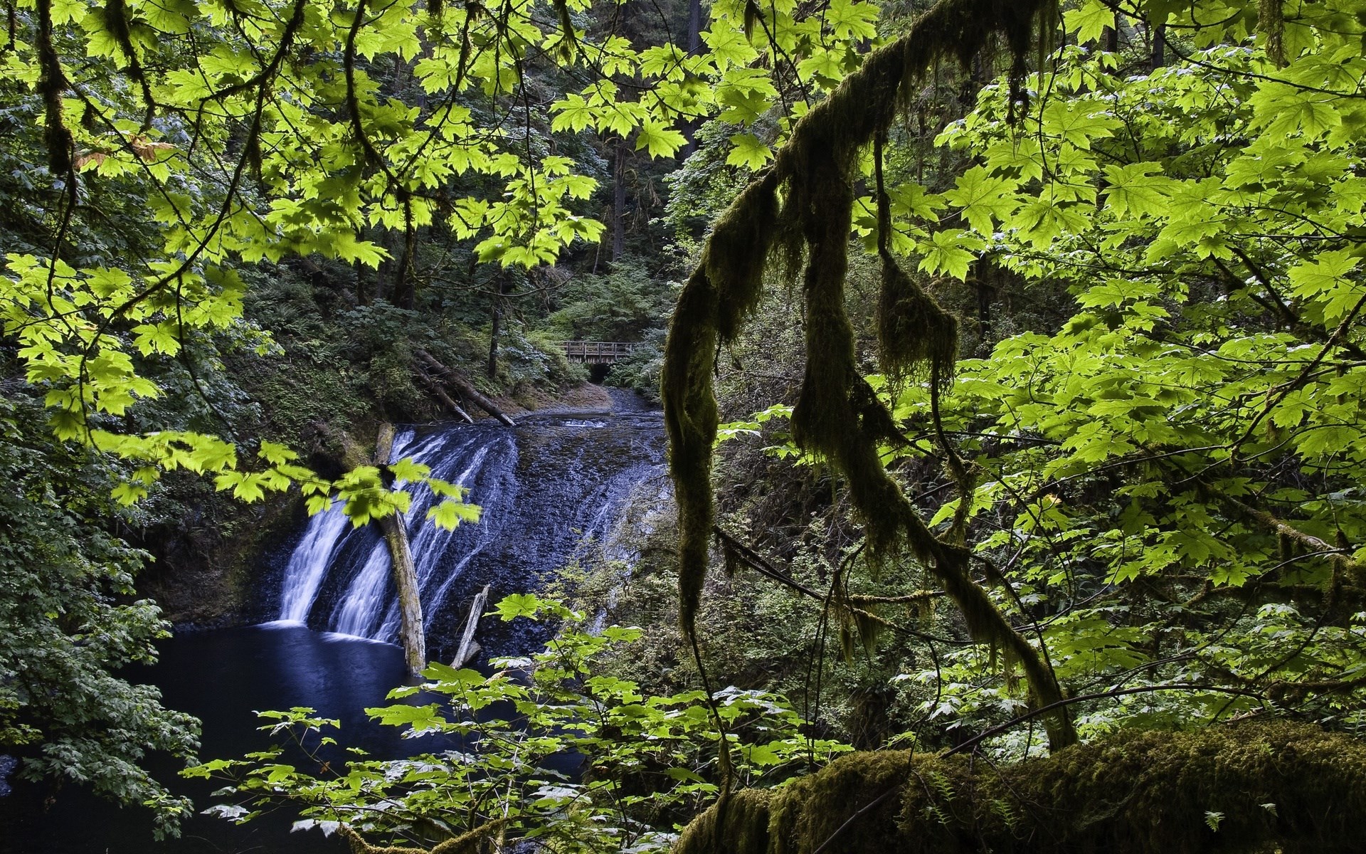 Waterfall in a mossy forest with green leaves HD Wallpaper