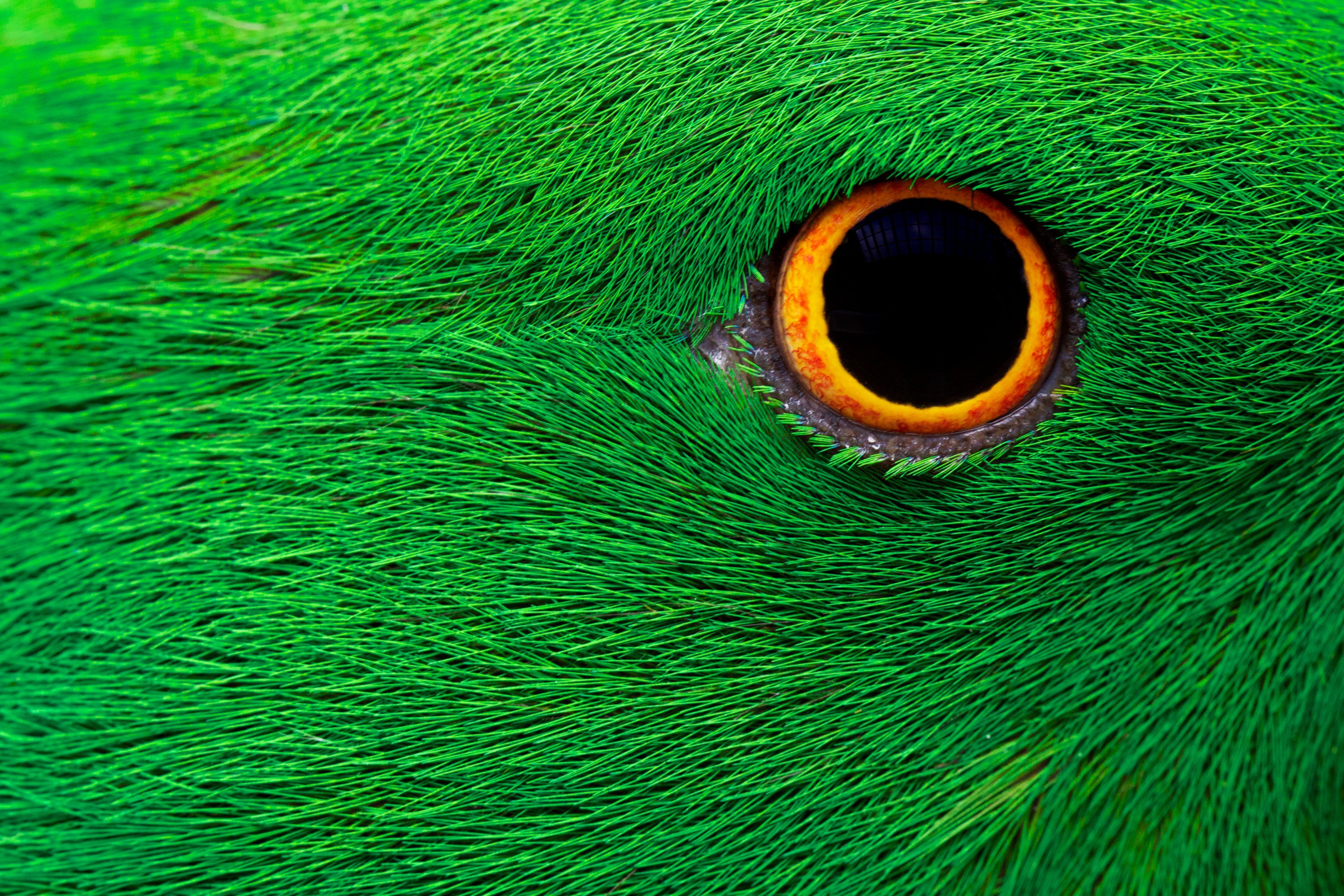 Close-up of a green bird's eye HD Wallpaper
