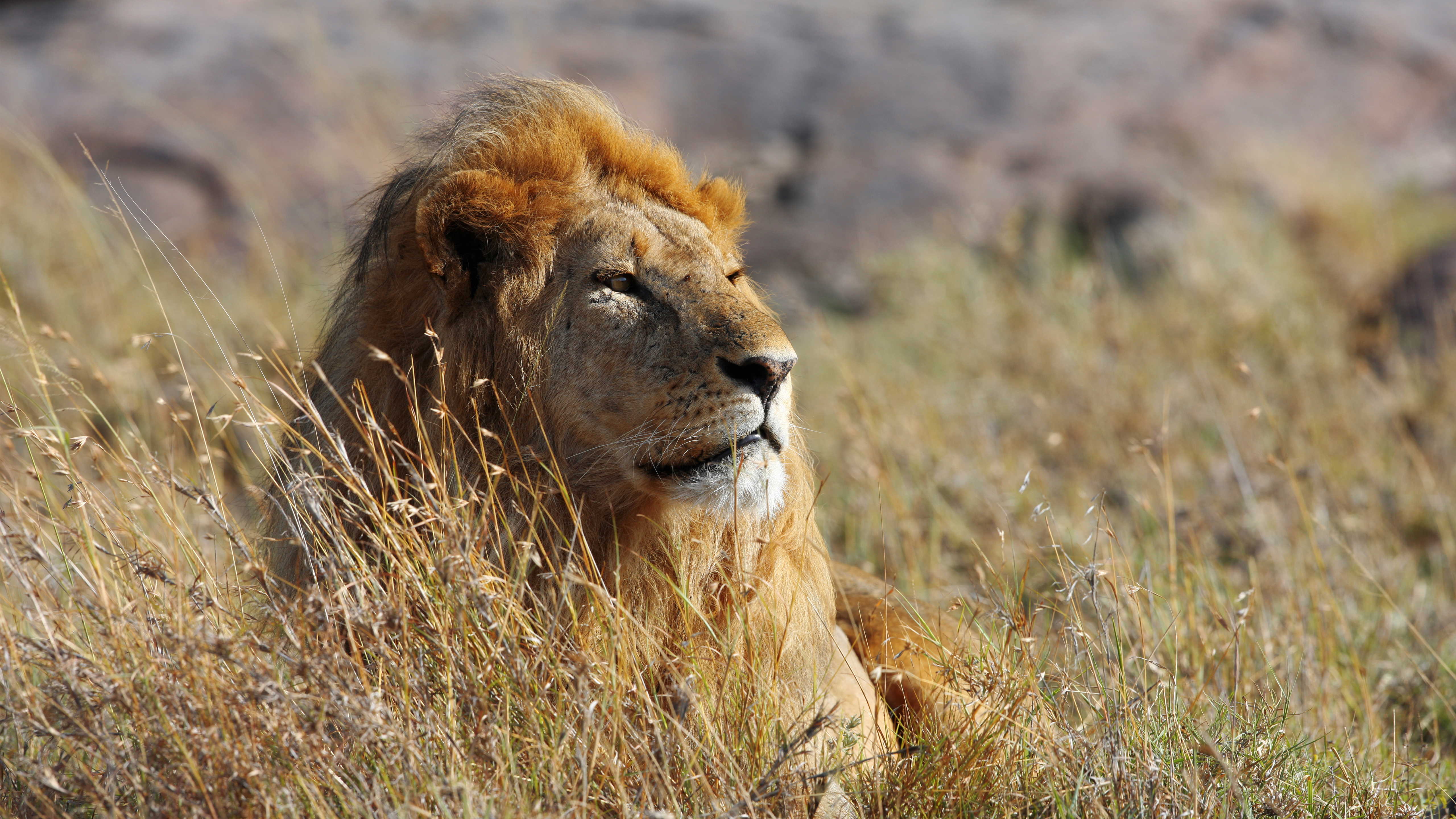 African Lion in Tall Grass HD Wallpaper