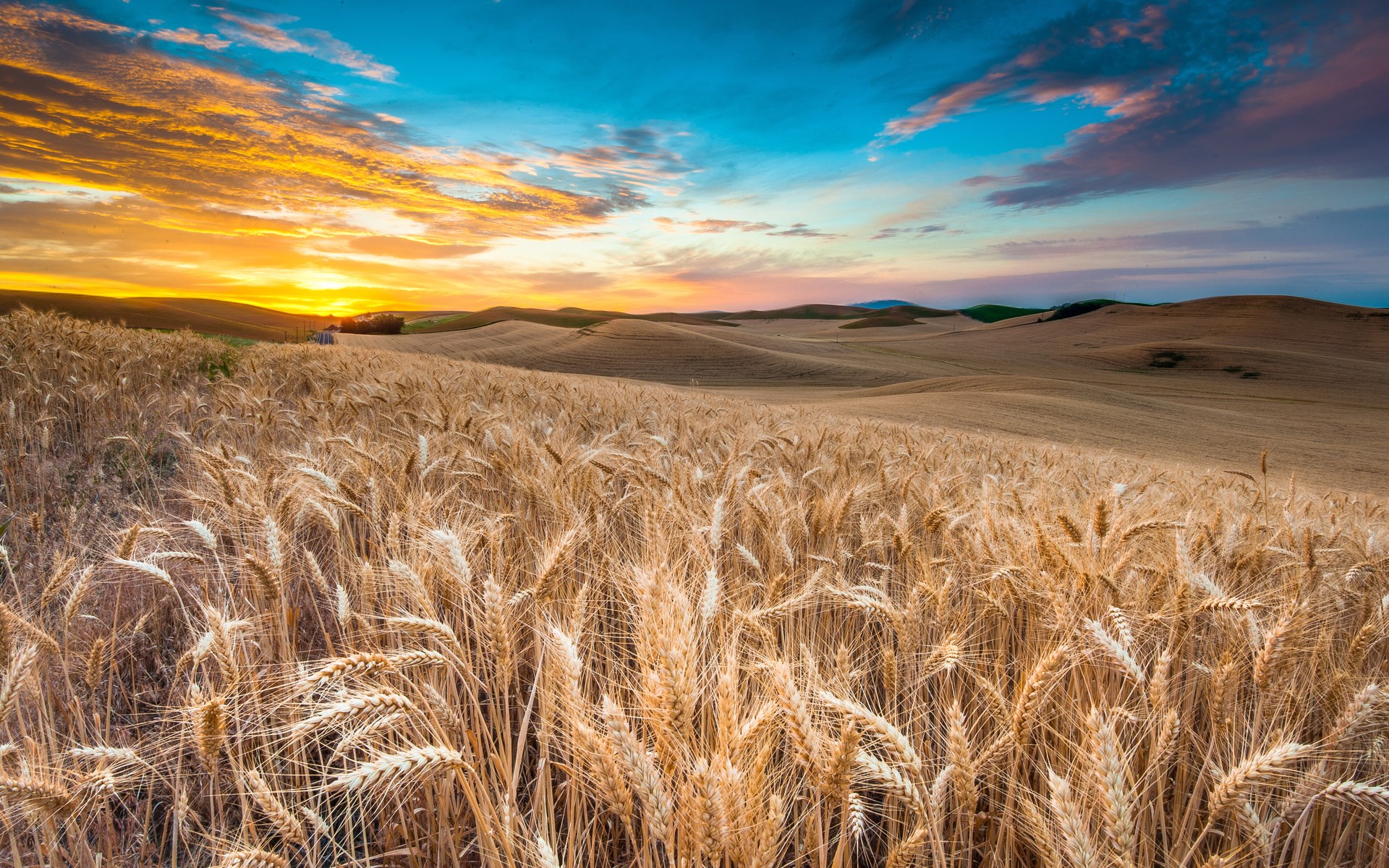 Wheat field at sunset with rolling hills HD Wallpaper